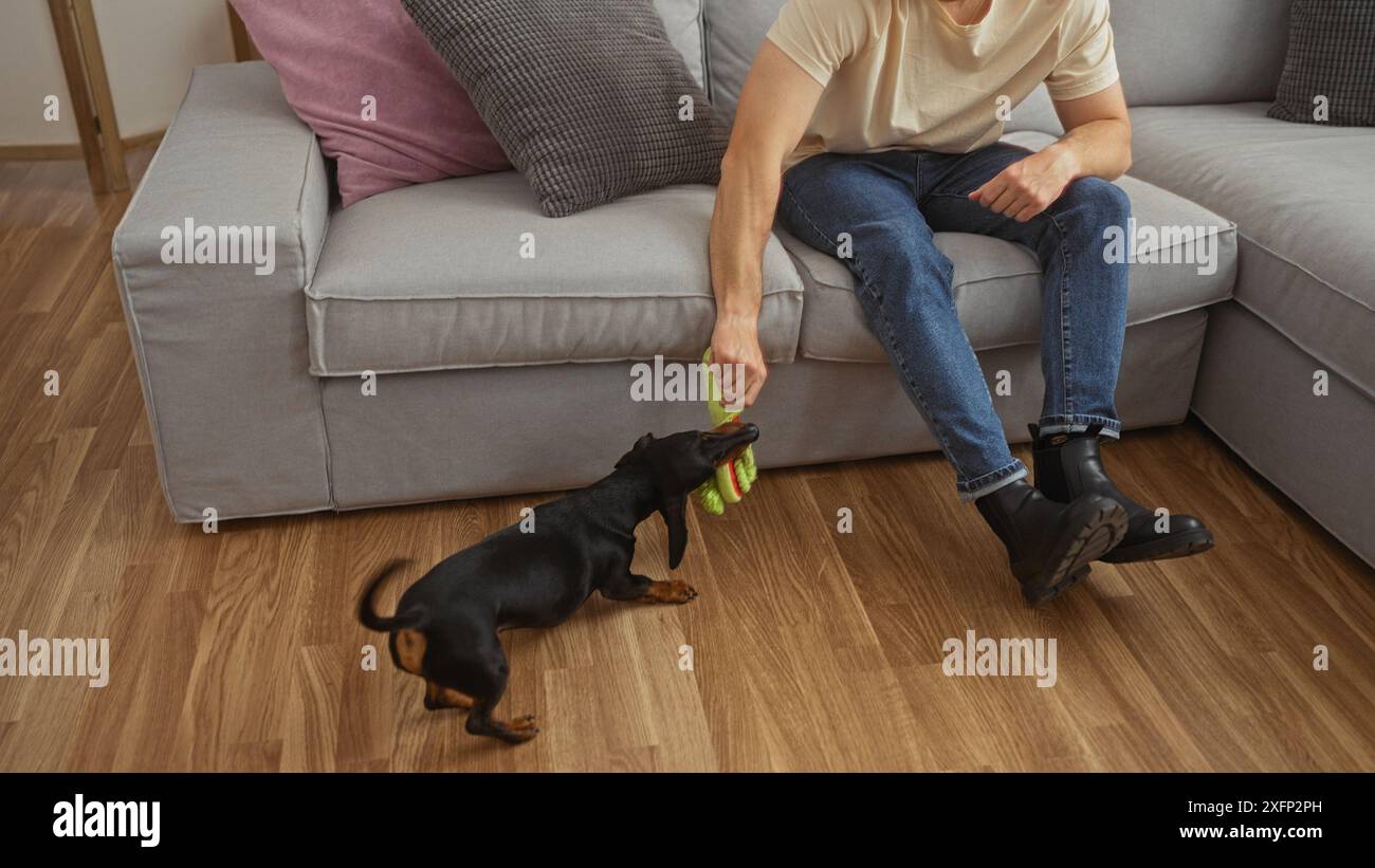 Homme jouant avec un chien teckel avec un jouet dans un salon confortable, mettant en valeur un lien entre l'animal de compagnie et le propriétaire à l'intérieur. Banque D'Images