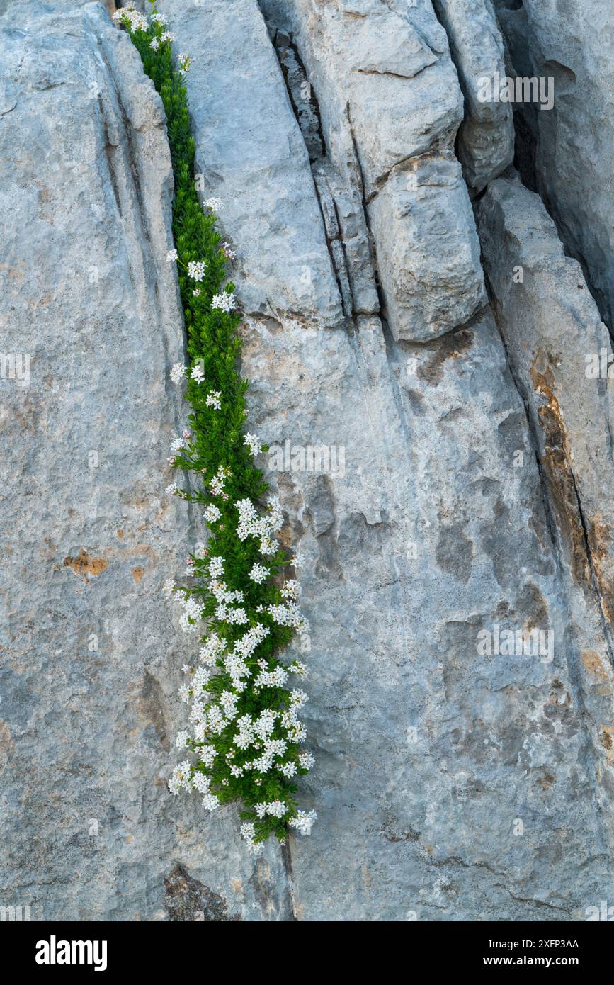 Fleurs poussant dans un gryke, la crevasse abritée de la chaussée calcaire, Parc National Ordesa y Monte Perdido, Pyrénées, Aragon, Espagne, juillet. Banque D'Images