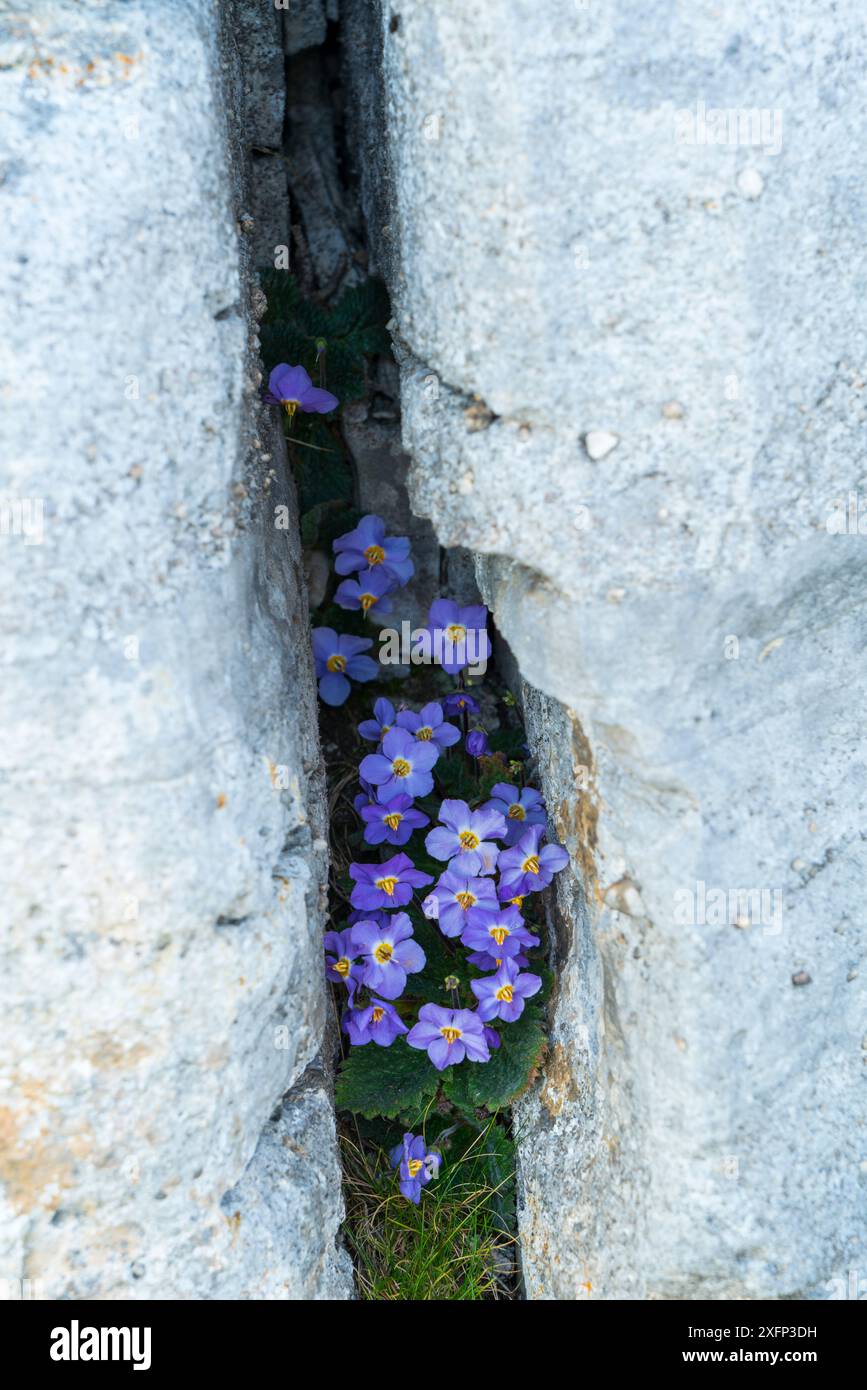 Violette pyrénéenne (Ramonda myconi) poussant dans un gryke, la crevasse abritée de la chaussée calcaire, Parc National Ordesa y Monte Perdido, Pyrénées, Aragon, Espagne, juillet. Banque D'Images