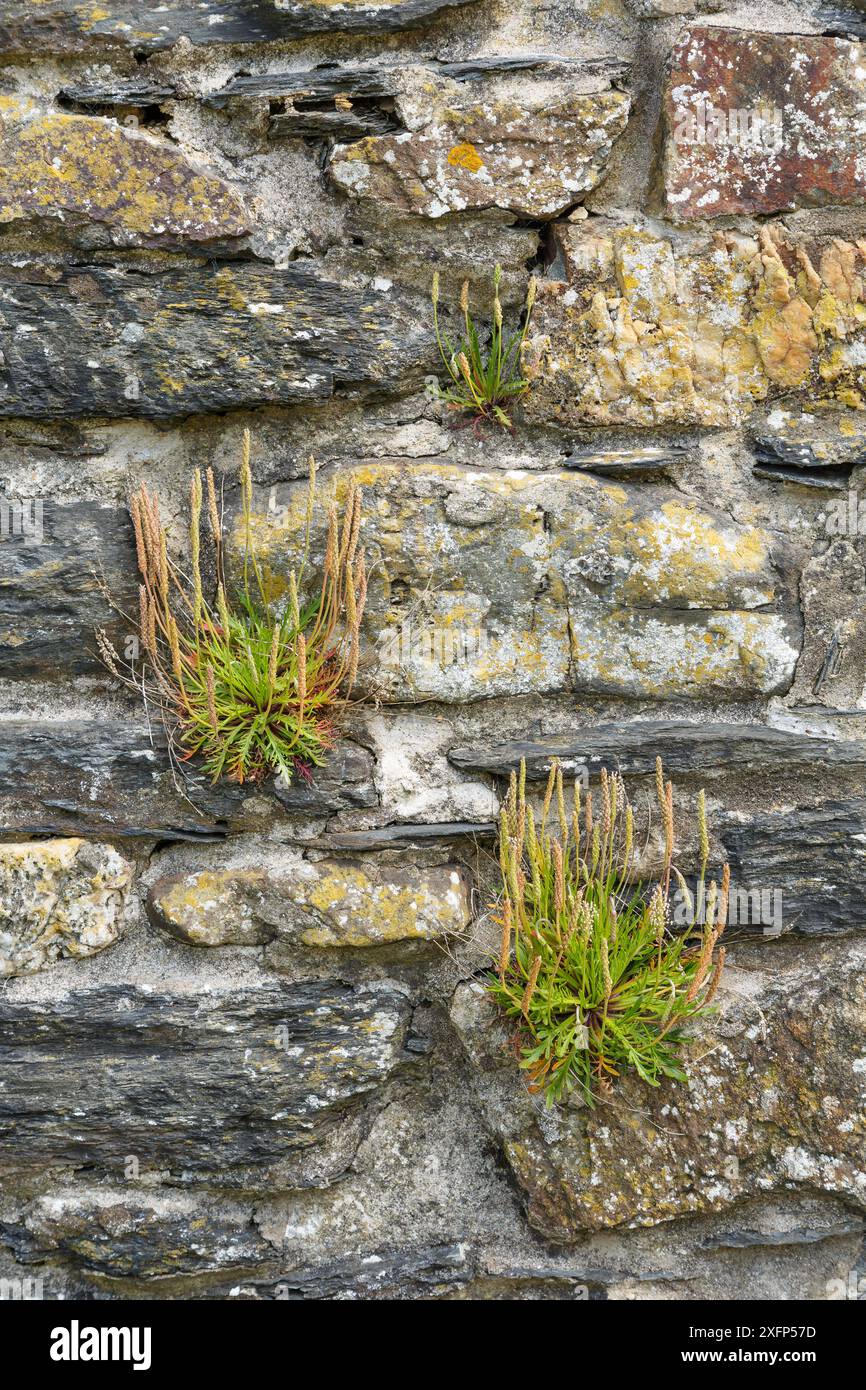 Plantain de corne de canard (Plantago coronopus) poussant sur les ruines de l'église de Brynach, Cwm-yr-Eglwys, Dinas Peninsula, near Fishguard, Pembrokeshire, pays de Galles, Royaume-Uni, juin. Banque D'Images