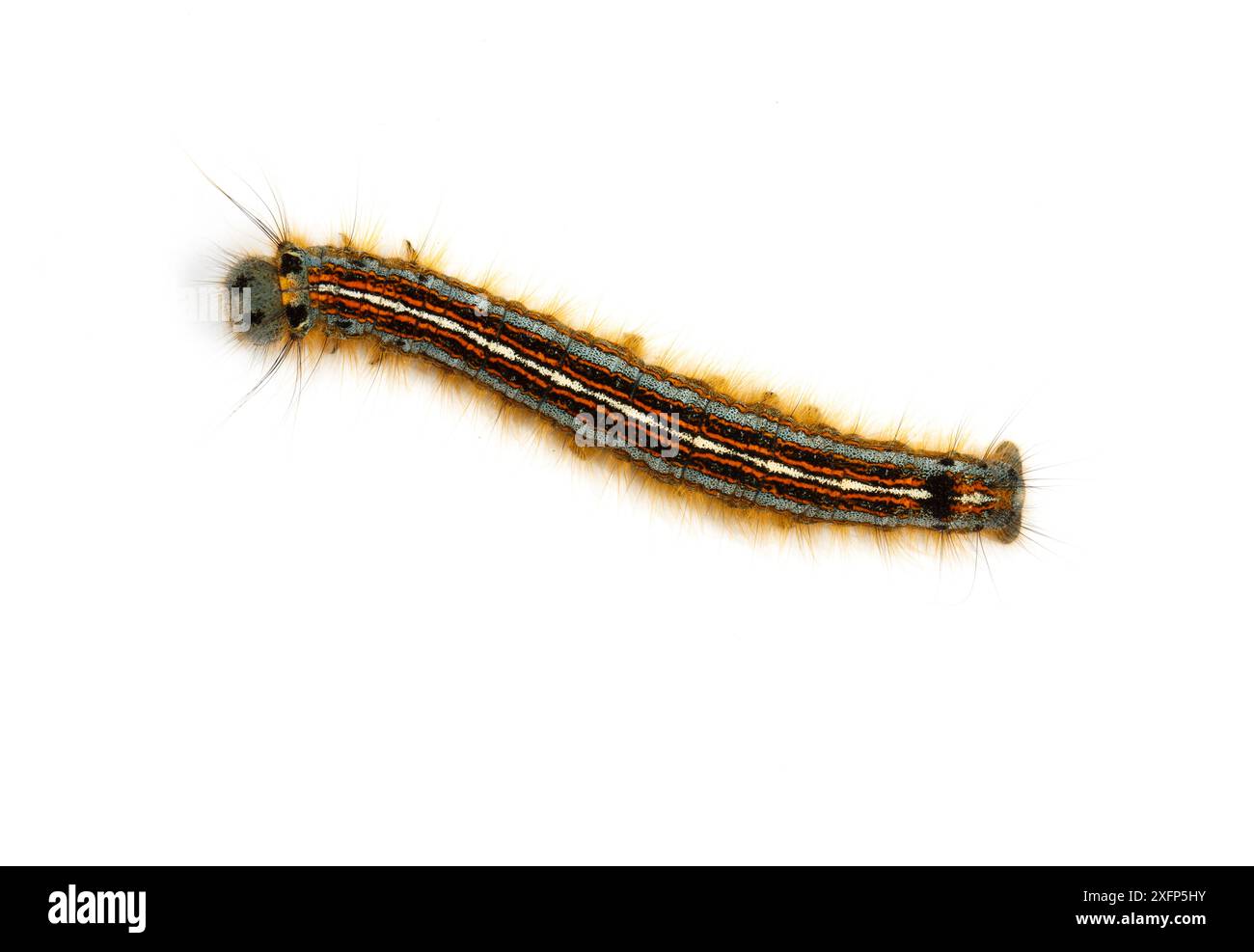 chenille de papille (Malacosoma neustria) sur fond blanc péninsule de Gower, Glamorgan, pays de Galles, Royaume-Uni. Juin. Banque D'Images