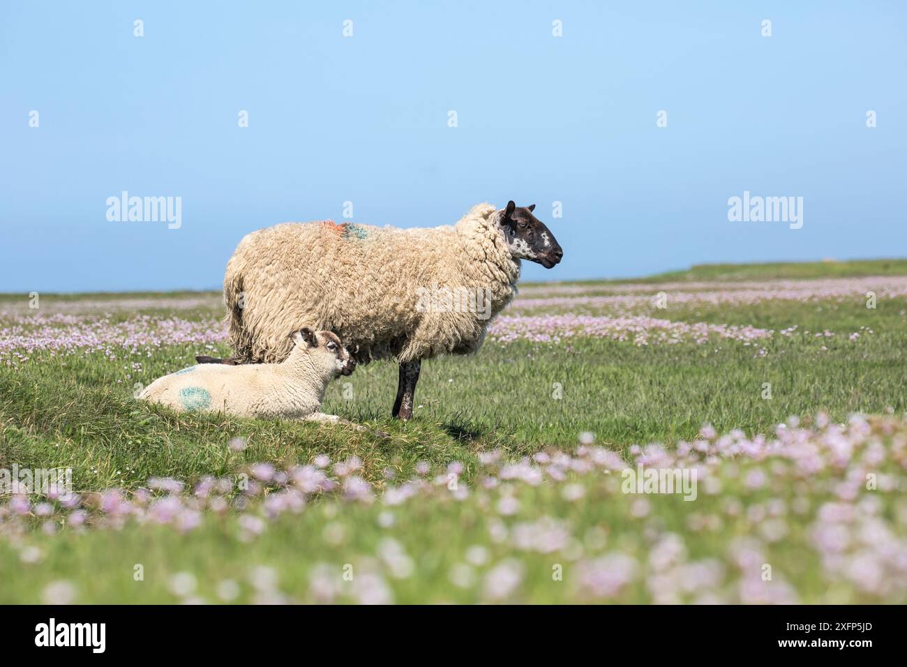 Mouton des marais salés, brebis avec agneau, péninsule de Gower, Glamorgan, pays de Galles du Sud, Royaume-Uni, juin. Banque D'Images