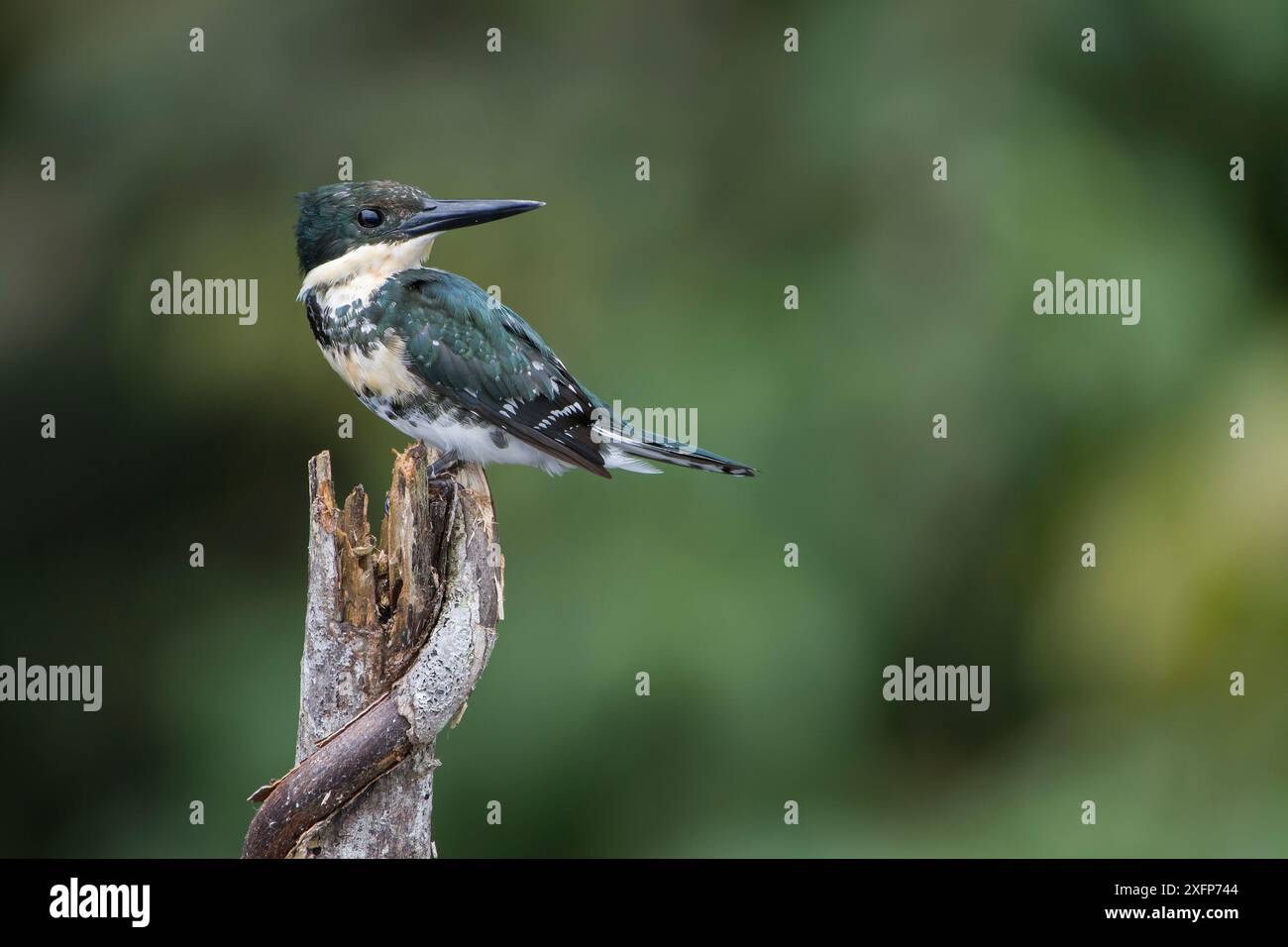 Femelle de kingfisher vert (Chloroceryle americana), Parc national de Madidi, Bolivie Banque D'Images