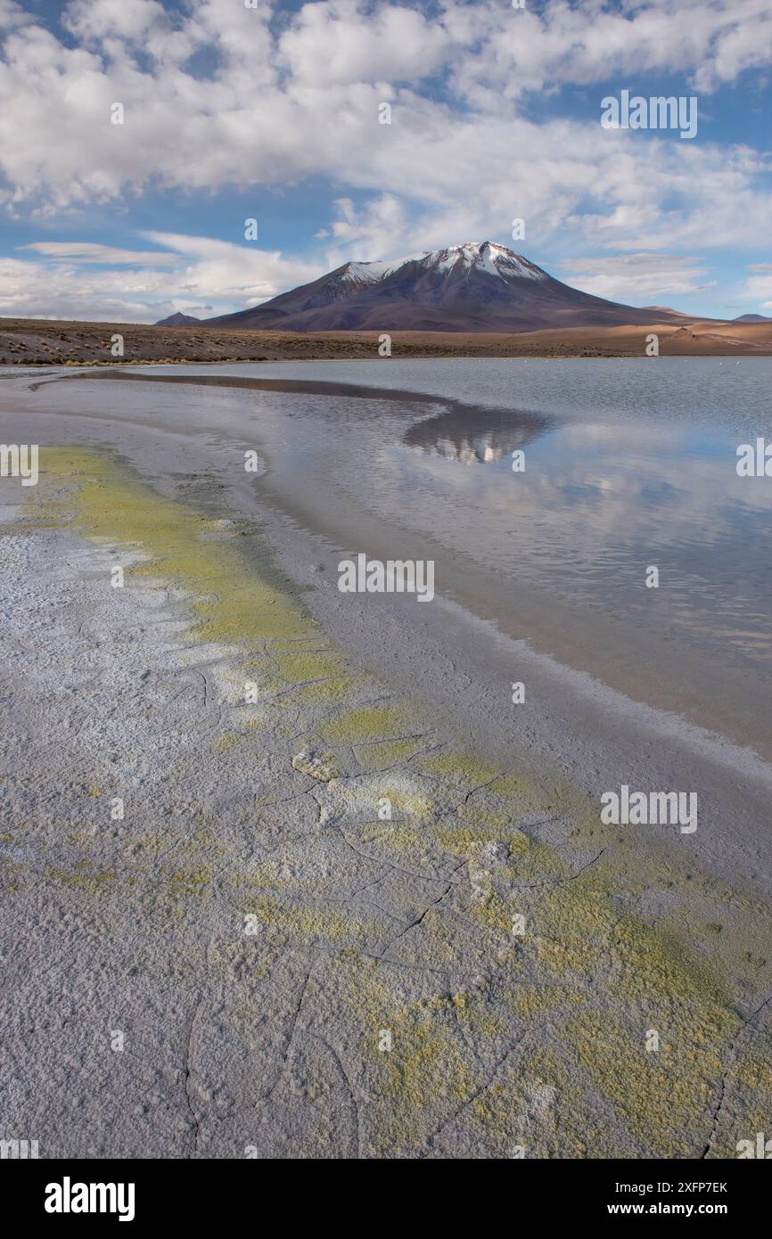 Laguna Hedionda, Altiplano, Bolivie Banque D'Images