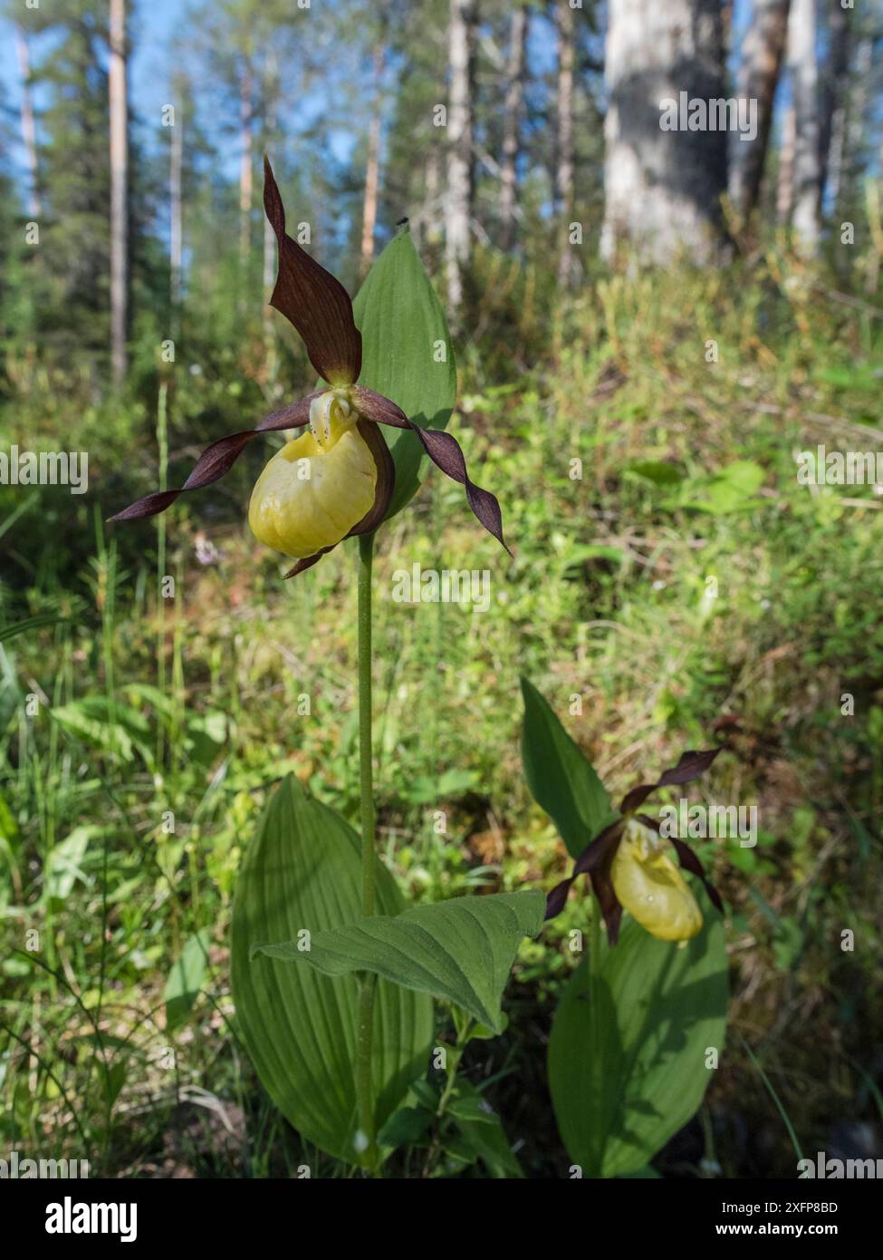 Orchidée de pantoufle de dame (Cypripedium calceolus), dans un habitat boisé, Finlande, juillet. Banque D'Images