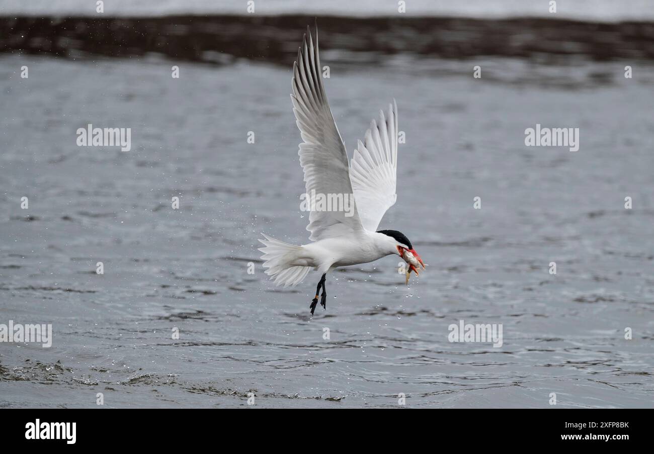 Sterne caspienne (Hydroprogne caspia) avec proie de poissons, Finlande, avril. Banque D'Images