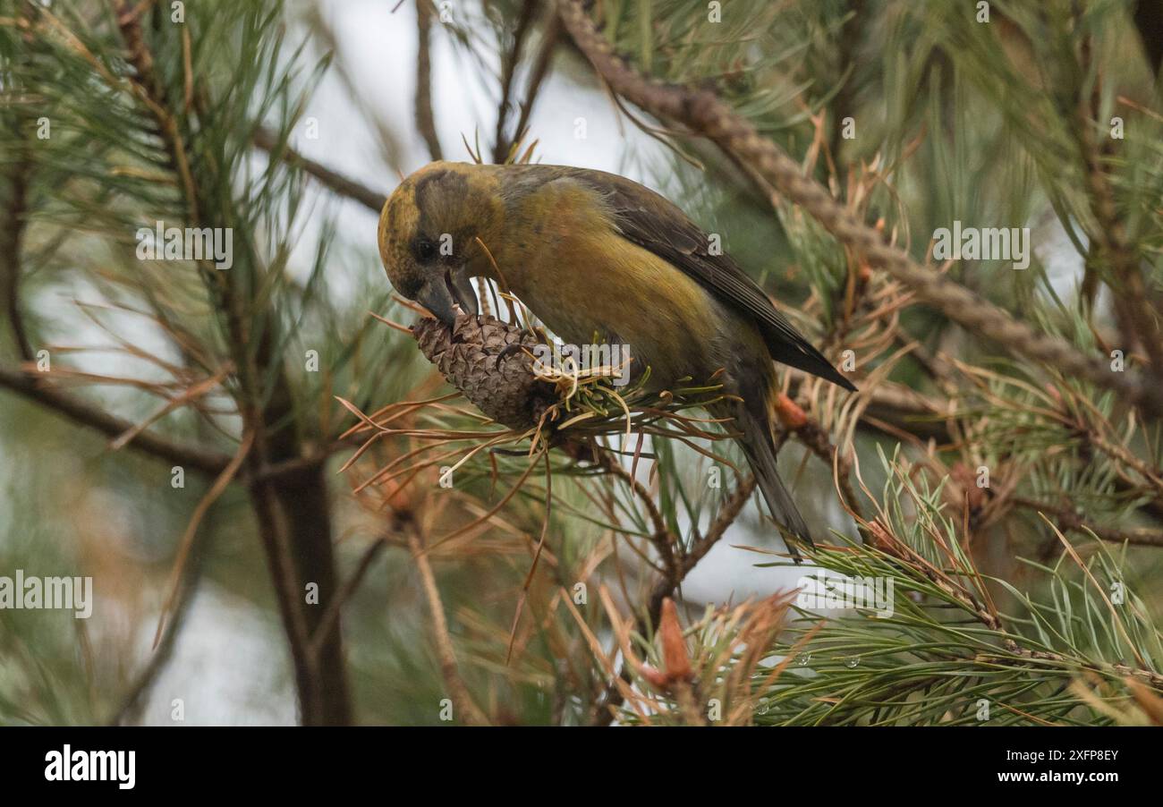 Bec croisé de perroquet (Loxia pytyopsittacus), femelle avec pomme de pin, Finlande, mai. Banque D'Images