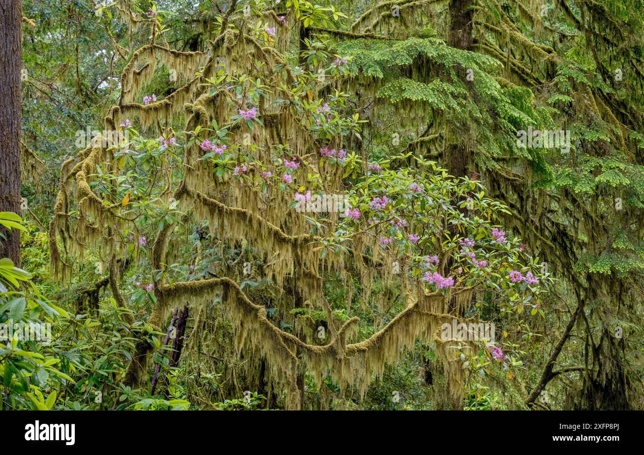 Mousse drapée sur Rhododendron fleuri, Jedediah Smith Redwoods State Park, Californie, États-Unis. Juin 2017. Banque D'Images