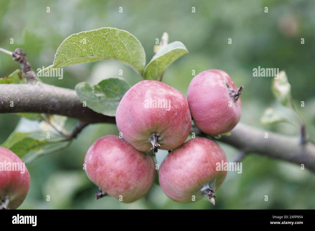 Petites pommes rouges sur branche en automne. Fond naturel d'automne abstrait. Récolte riche. Agriculture, concept d'agriculture. Récolte de pommes mûres. Fruits f Banque D'Images