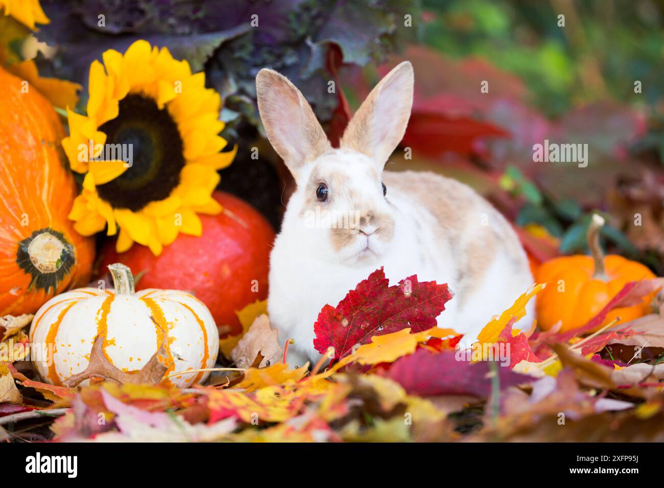 Lapin domestique Mini rex juvénile parmi les feuilles d'automne, les citrouilles, les tournesols et le chou ornemental, et les gourdes. East Haven, Connecticut, États-Unis Banque D'Images