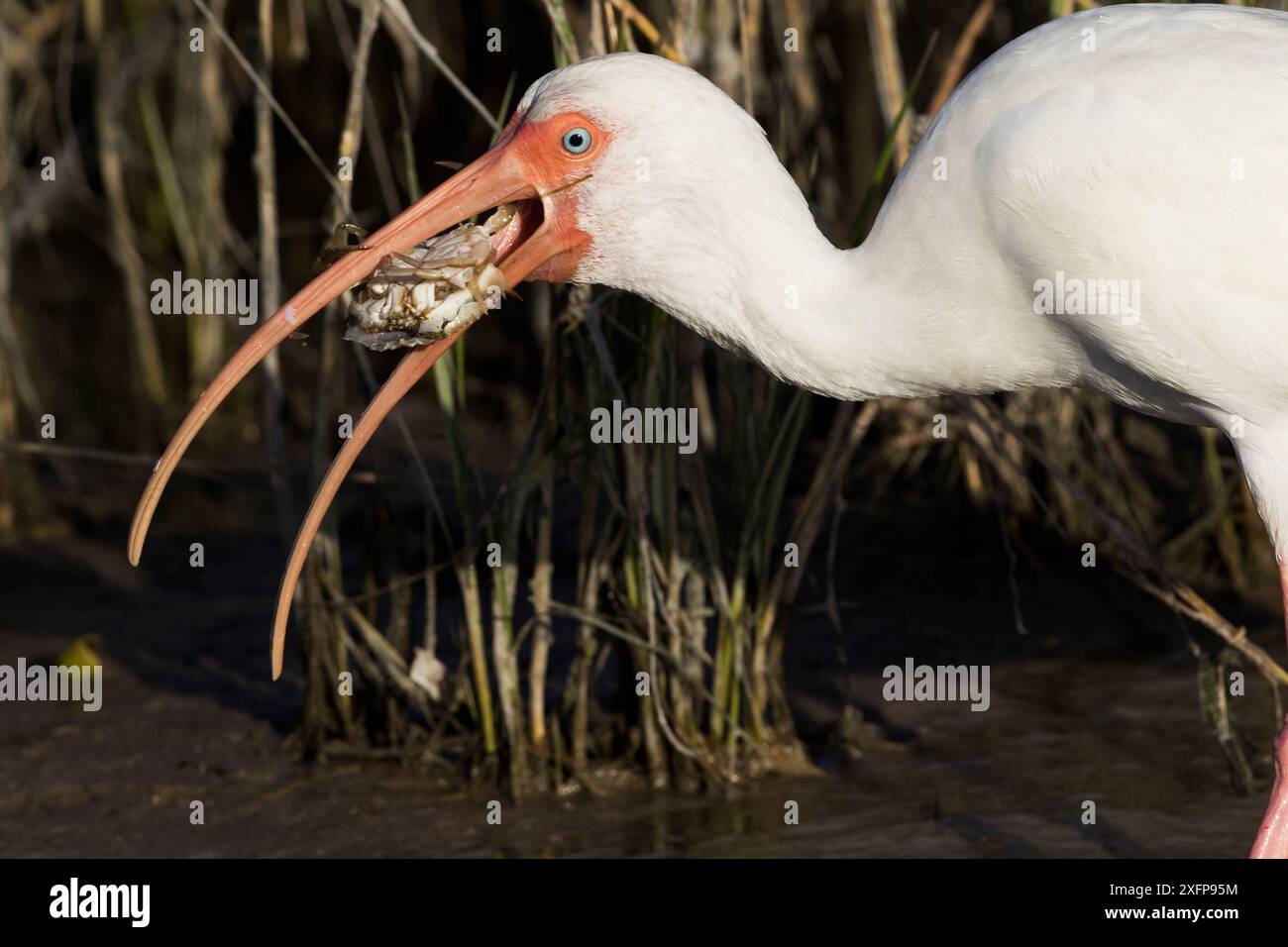 Ibis blanc (Eudocimus albus) en plumage hivernal, mangeant le crabe bleu de l'Atlantique (Callinectes sapidus), au bord du lagon d'eau salée. Pétersbourg, Floride, États-Unis (non-ex) Banque D'Images