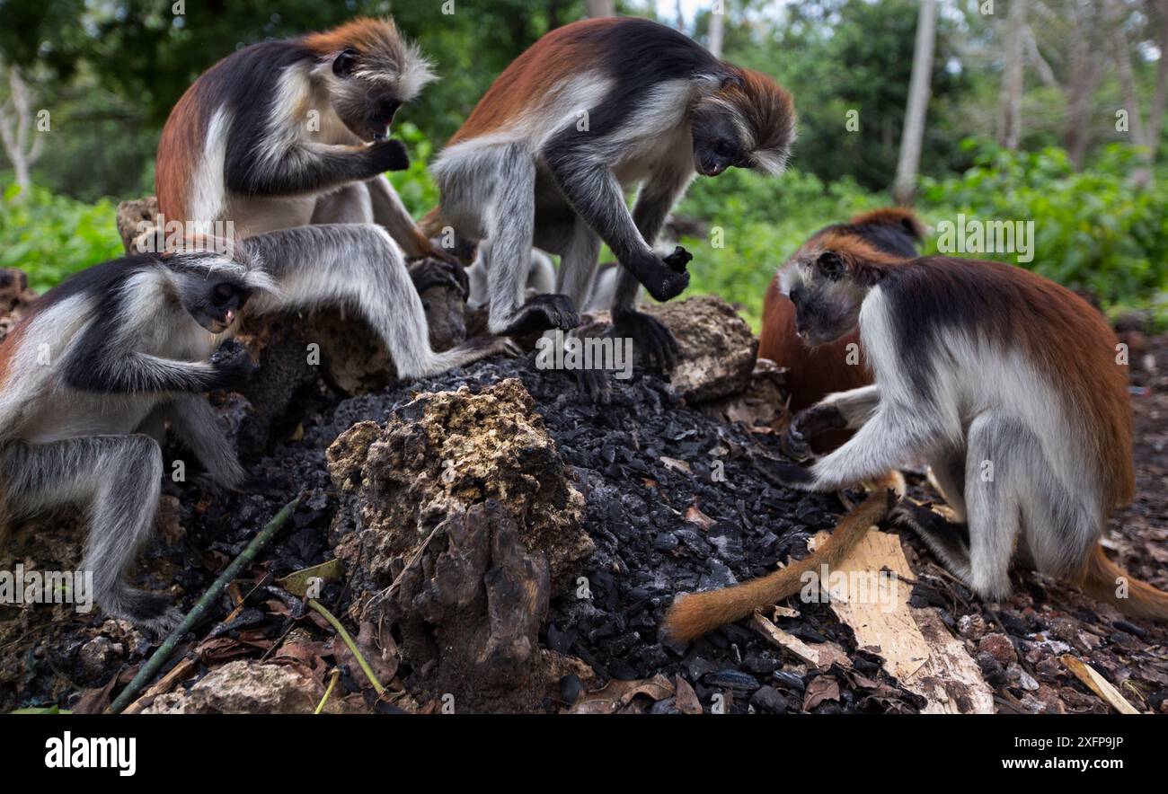 Groupe de colobus rouges de Zanzibar (Procolobus kirkii) se nourrissant de charbon de bois. Parc national de Jozani-Chwaka Bay, Zanzibar, Tanzanie. Mai. Banque D'Images