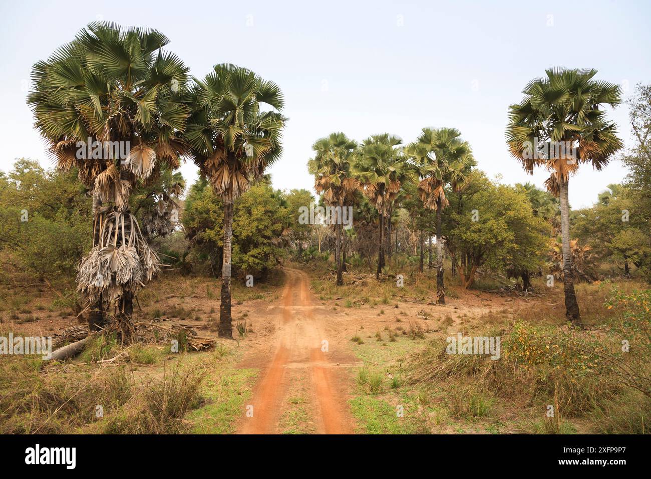 Palmiers près de la rivière Pendjari près de la frontière avec le Burkina Faso, Parc Natoinal de Pendjari, Bénin. Février 2009. Banque D'Images