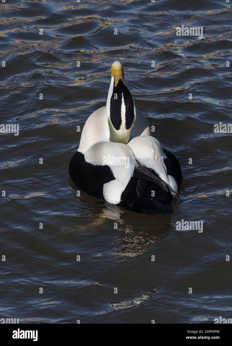 Exposition de cour d'Eider à duvet (Somateria mollissima) drake. Amble Harbour, Northumberland, Angleterre, Royaume-Uni, mars Banque D'Images Exposition de cour d'Eider à duvet (Somateria mollissima) drake. Amble Harbour, Northumberland, Angleterre, Royaume-Uni, mars Banque D'Images