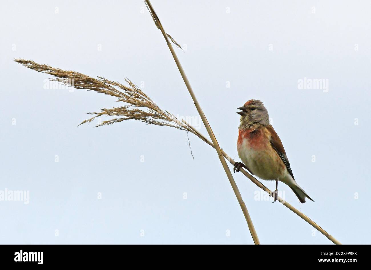 Linnet commun (Carduelis flavirostris) chantant à partir d'une tige de roseau au-dessus du territoire. Druridge, Northumberland, Angleterre, Royaume-Uni, juin Banque D'Images