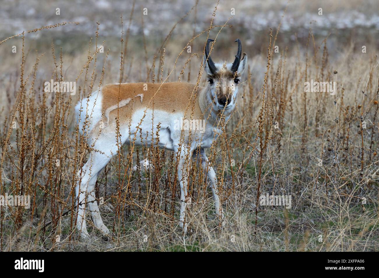 Pronghorn Antelope (Antilocapra americana), Antelope Island State Park, Great Salt Lake, Utah, États-Unis, mars 2014. Banque D'Images