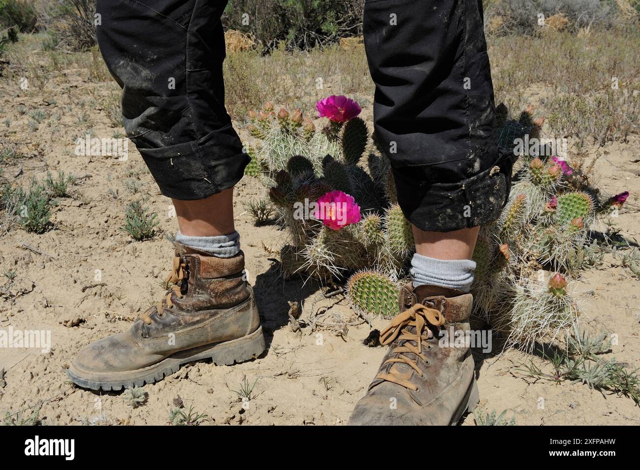 Jambes et bottes de marche à côté de Desert Prickly Pear Cactus (Opuntia sp) avec fleur rose, Grand Staircase-Escalante National Monument, Utah, USA, mai. Banque D'Images