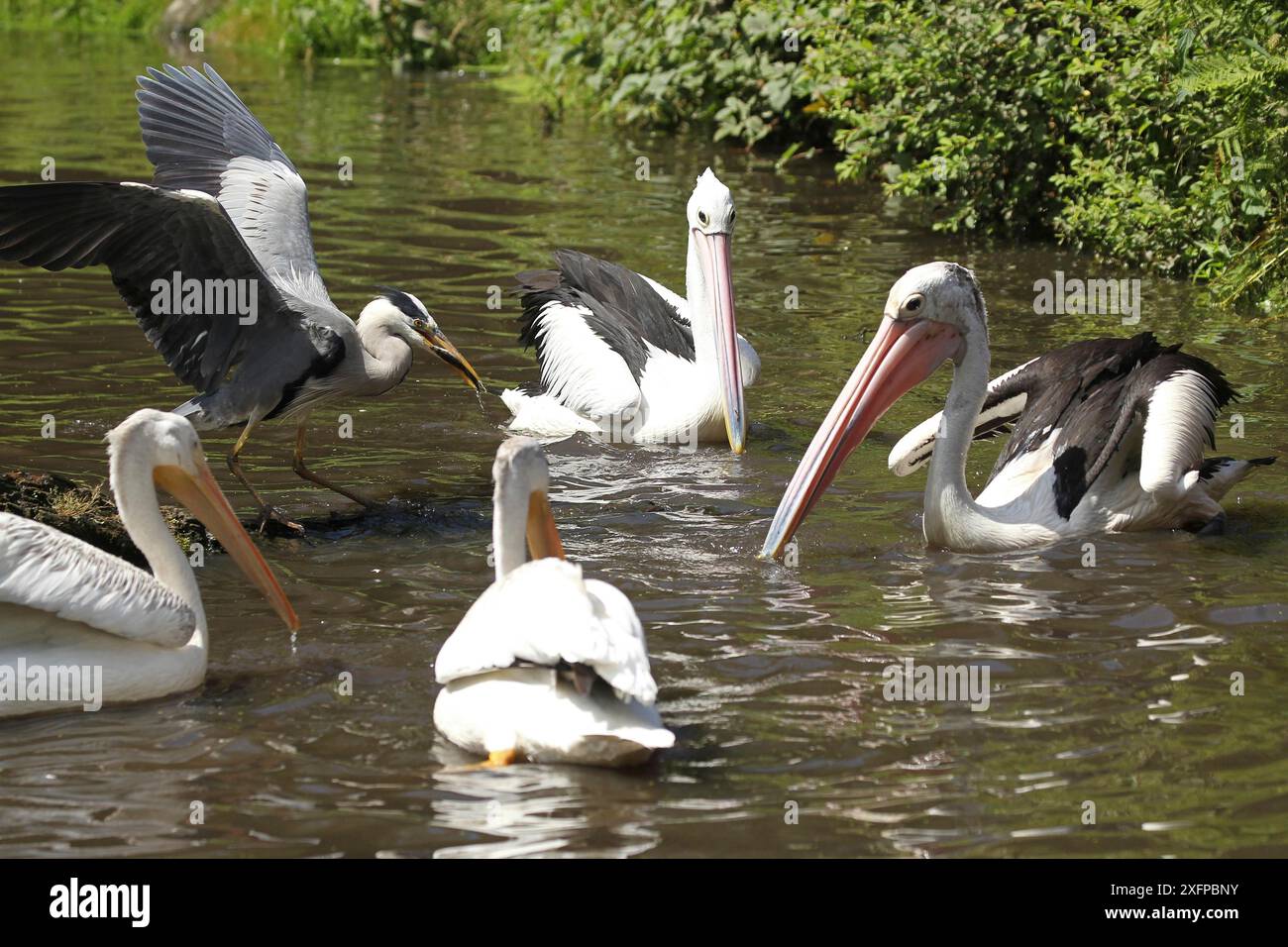 Héron gris (Ardea cinerea) pélicans australiens (Pelecanus conspicillatus) pélicans blancs d'amérique (Pelecanus erythrorhynchos) gauche et devant Banque D'Images