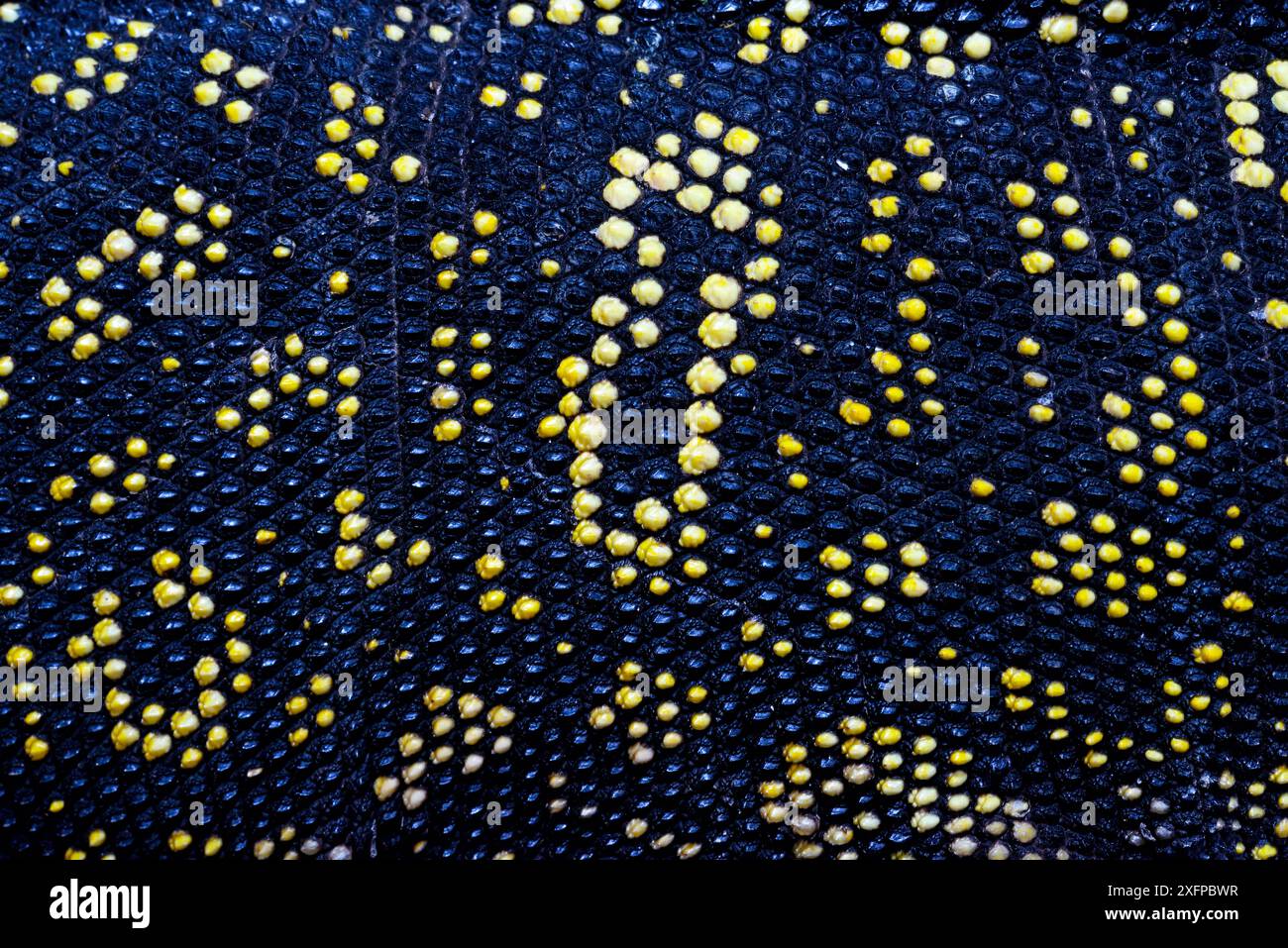 Crocodile Monitor (Varanus salvadorii) gros plan des modèles de peau, captive, se produit en Nouvelle-Guinée. Banque D'Images