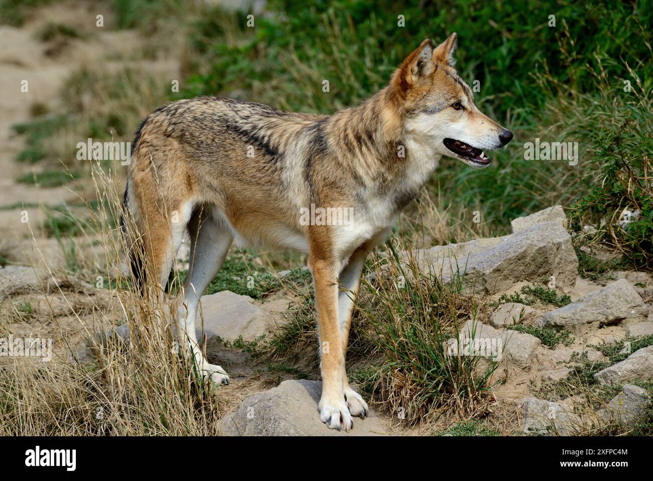 Le loup de la toundra (Canis lupus albus) captif est présent dans les toundras eurasiens de la Finlande au Kamtchatka, en Russie. Banque D'Images