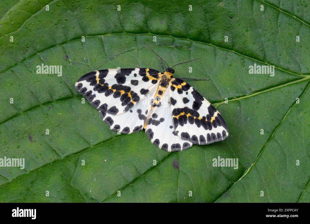 Magpie Moth (Abraxas grossulariata) Dorset, Angleterre, Royaume-Uni, juillet. Banque D'Images