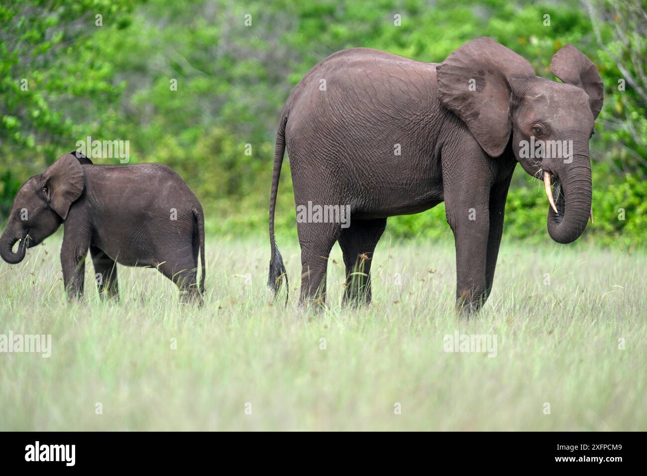 Éléphants de forêt d'Afrique (Loxodonta cyclotis) dans une clairière du Parc National de Loango, Parc National de Loango, mère avec des jeunes, Ogooue-maritime Banque D'Images