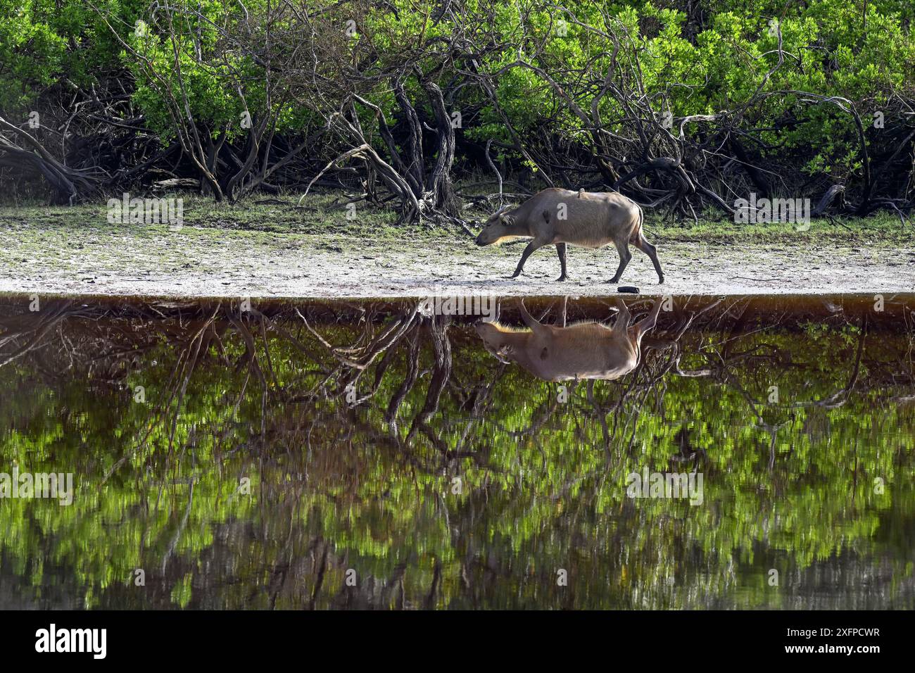 Buffle rouge ou buffle des forêts (Syncerus nanus) au bord d'une rivière, Parc National de Loango, Parc National de Loango, Province d'Ogooue-maritime, Gabon Banque D'Images