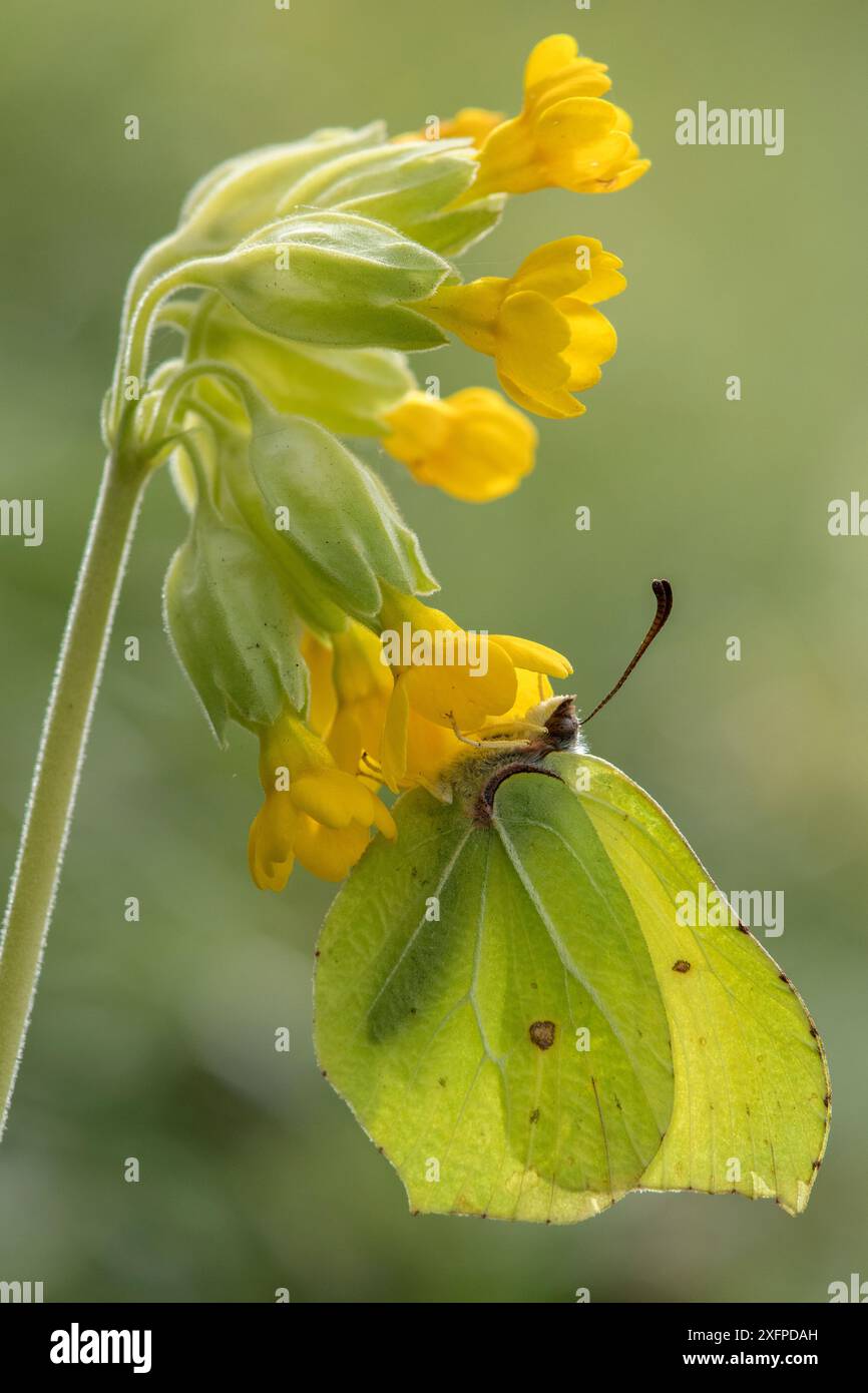 Papillon Brimstone (Goneopteryx rhamni) mâle marchant de la maison de cowslip (Primula veris) Bedfordshire, Angleterre, Royaume-Uni, avril Banque D'Images