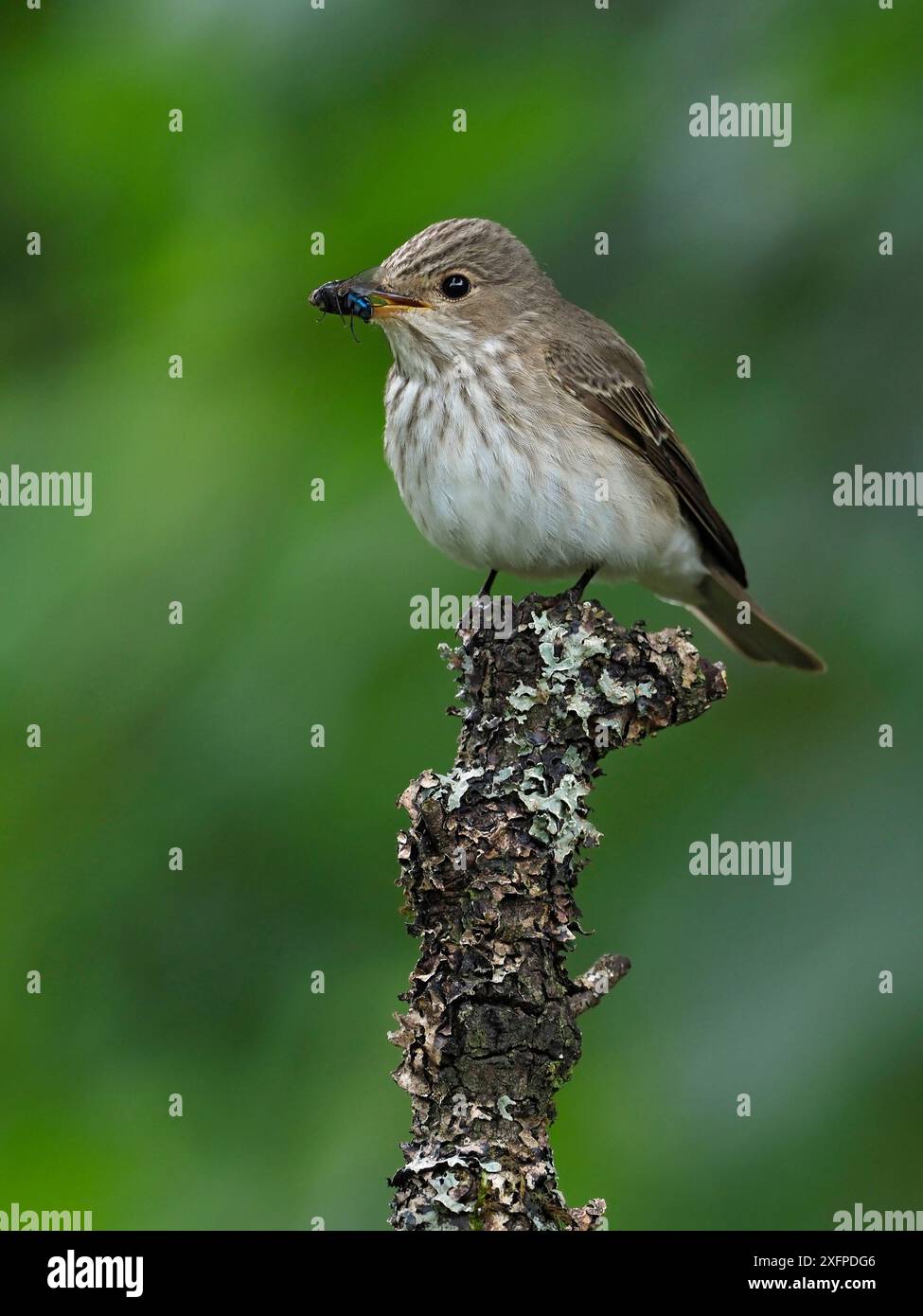 Mouche tachetée (Muscicapa striata) perchée avec une proie de mouche de bouteille bleue, Upper Teesdale, Co Durham, Angleterre, Royaume-Uni, juin Banque D'Images