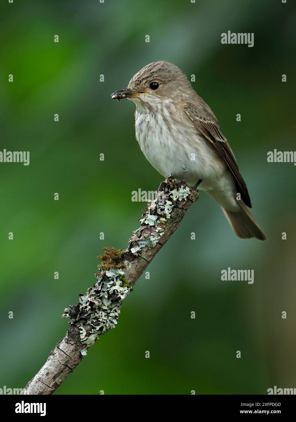 Attrape-mouches tacheté (Muscicapa striata) perché avec des proies de mouches, Upper Teesdale, comté de Durham, Angleterre, Royaume-Uni, juin Banque D'Images