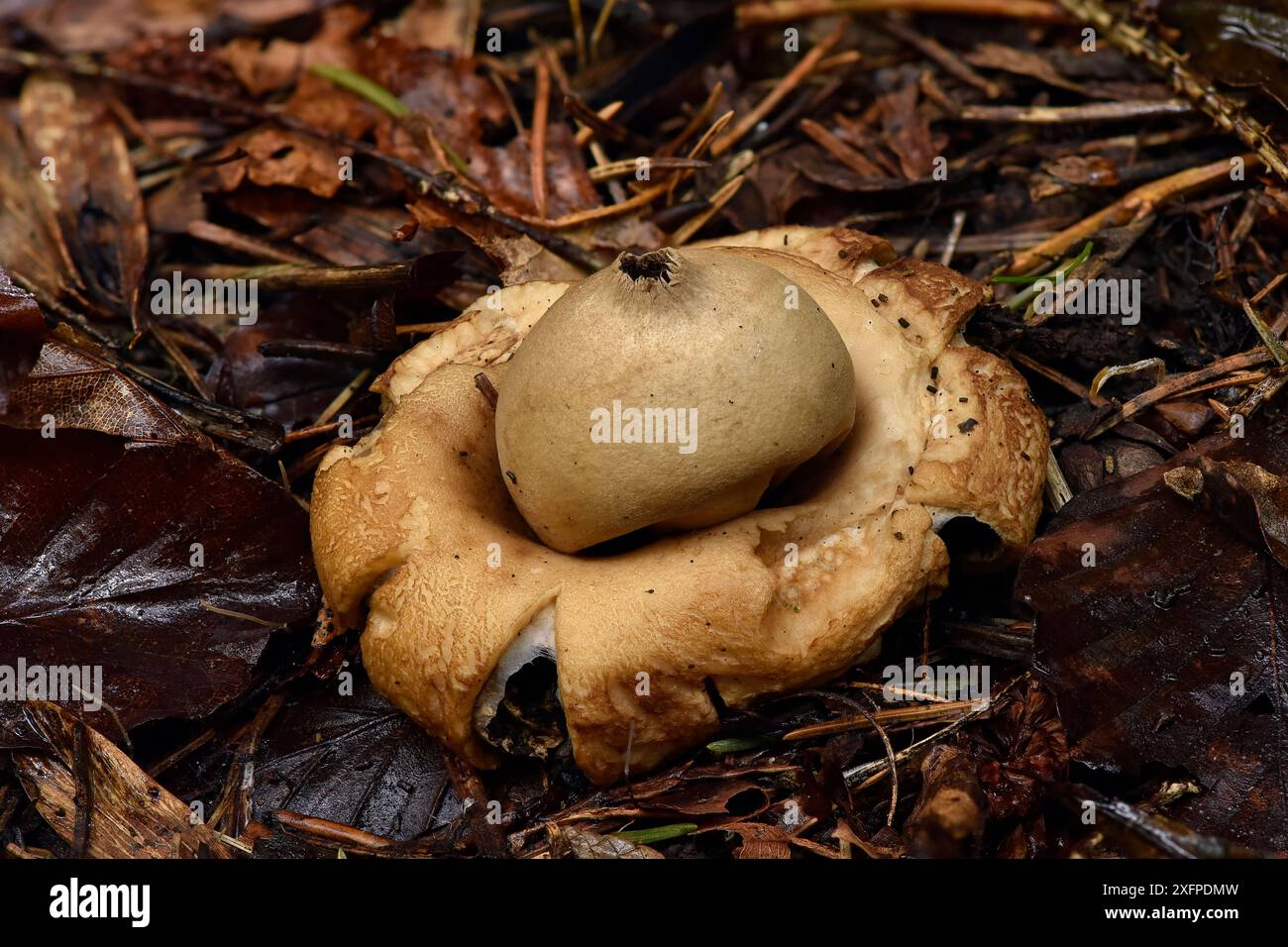Champignon sessile d'étoile de terre (Geastrum fimbriatum) ancien spécimen qui a libéré la plupart de ses spores, Buckinghamshire, Angleterre, Royaume-Uni, novembre. Image empilée focale Banque D'Images