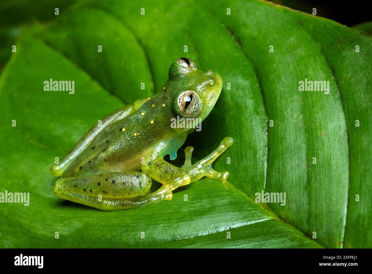 Grenouille en verre émeraude (Espadarana prosoblepon) mâle adulte, montrant la colonne vertébrale humérale sur son bras, Mindo, Équateur. Juin. Banque D'Images