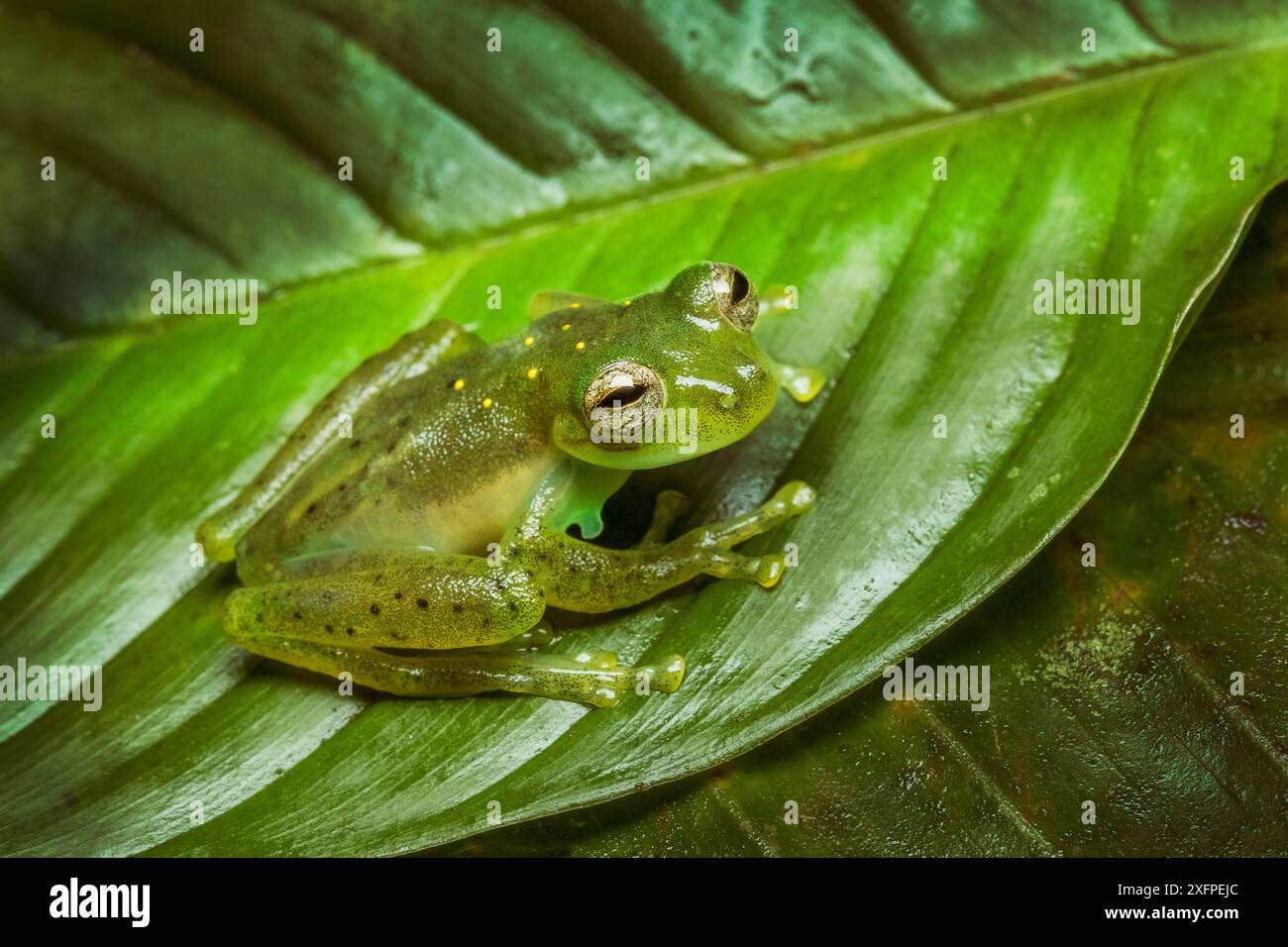 Grenouille en verre émeraude (Espadarana prosoblepon) mâle adulte, montrant la colonne vertébrale humérale sur son bras, Mindo, Équateur. Juin. Banque D'Images