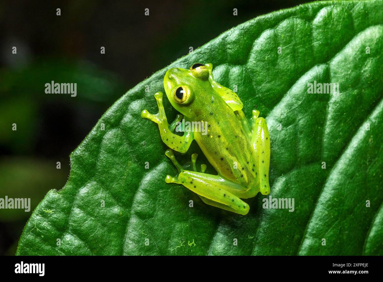 Grenouille en verre émeraude (Espadarana prosoblepon) mâle adulte, montrant la colonne vertébrale humérale sur son bras, Mindo, Équateur. Juin. Banque D'Images
