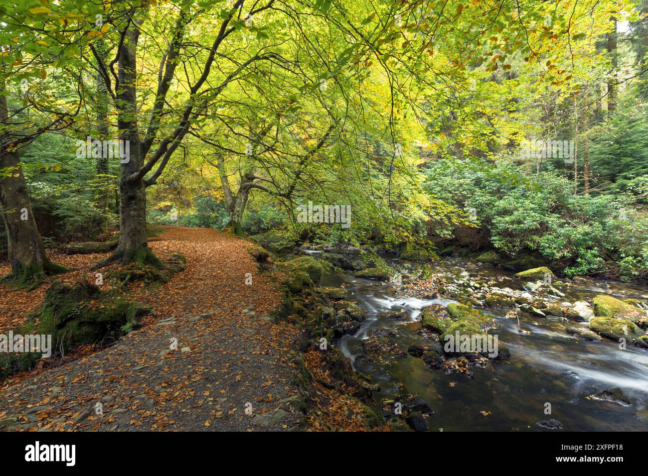 Sentier pédestre dans les bois près de la rivière Shimna, parc forestier de Tollymore, comté de Down, Irlande du Nord, octobre. Banque D'Images