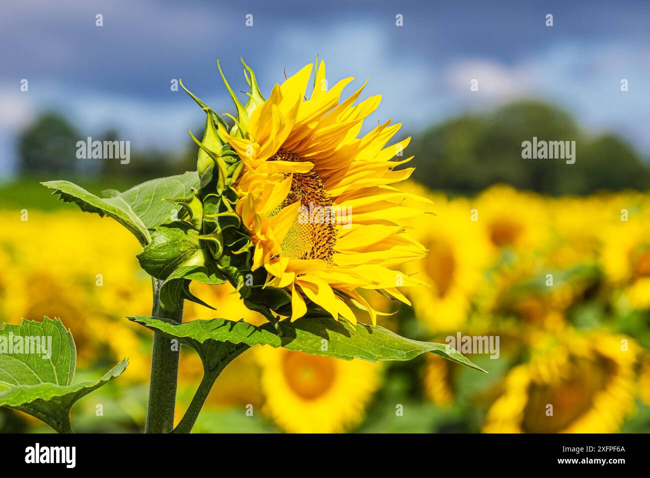 Champ de tournesol entre Staebelow et Clausdorf près de Rostock Banque D'Images