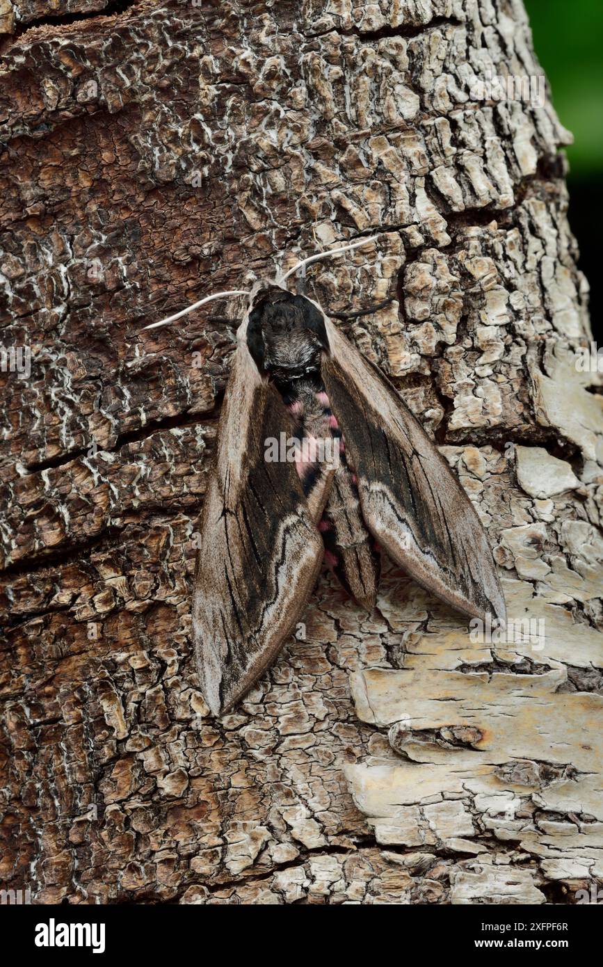 Faucon-papa (Sphinx ligustri) camouflé, Irlande du Nord, mai. Banque D'Images