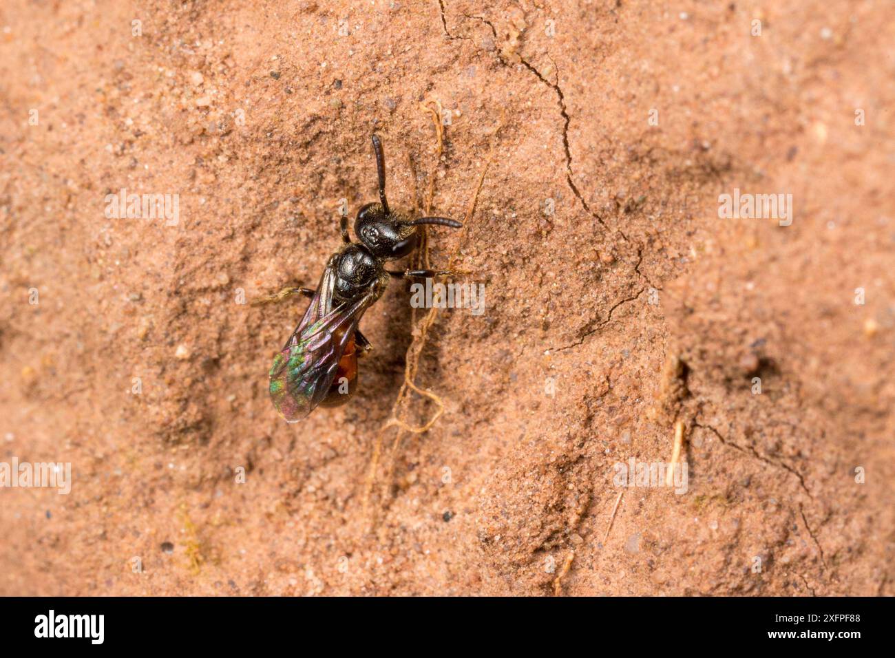 Femelle d'abeille à sang foncé (Sphecodes Niger) inspectant le nid d'abeille à sueur (Lasioglossum) pour parasiter, Monmouthshire, pays de Galles, Royaume-Uni, août. Banque D'Images