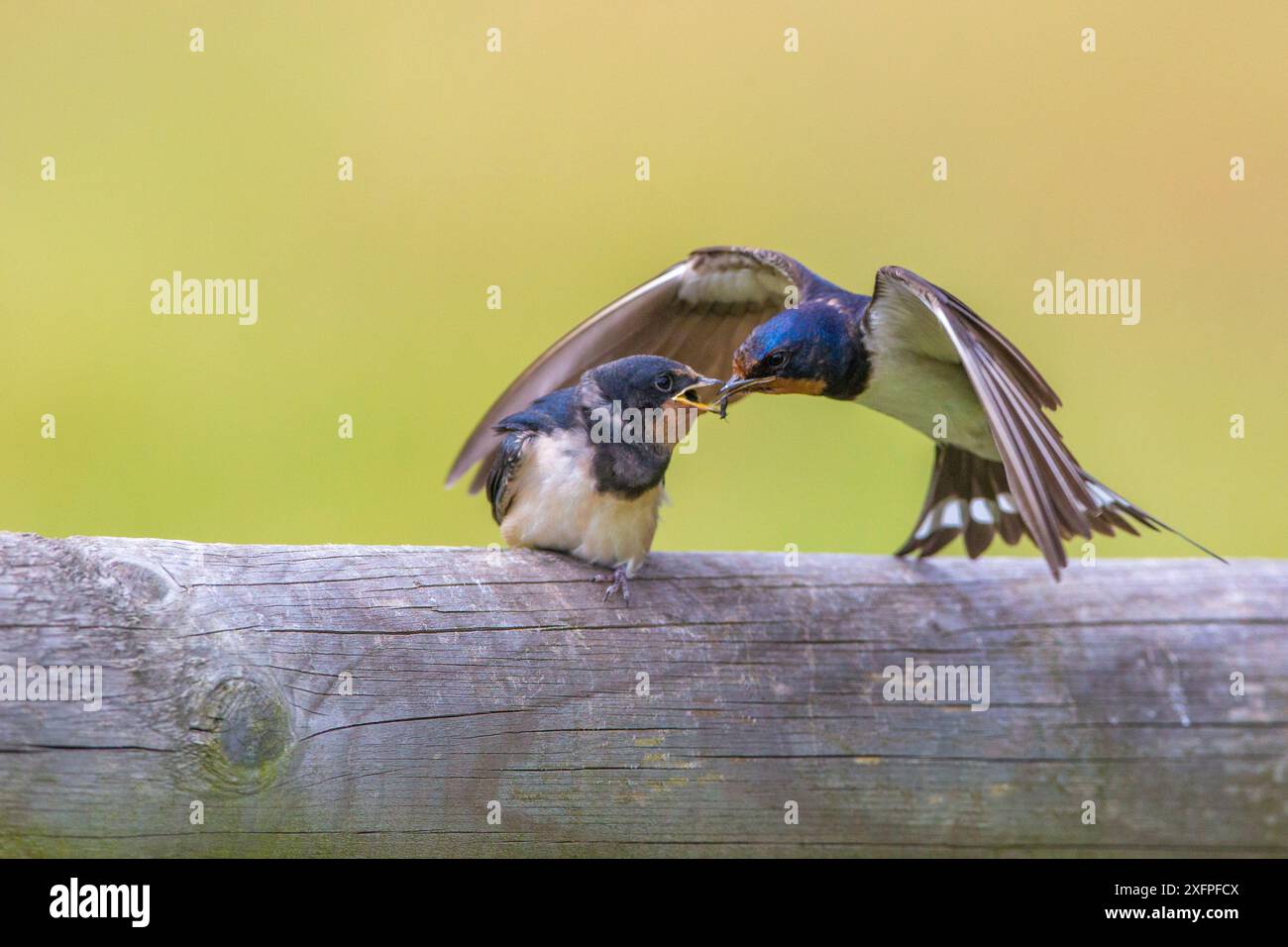 Hirondelle de grange (Hirundo rustica) pour adultes, jeune âge, Monmouthshire, pays de Galles, Royaume-Uni, juillet. Banque D'Images