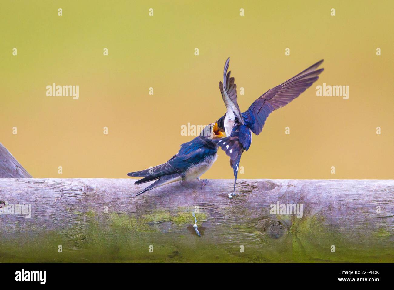 Hirondelle de grange (Hirundo rustica) pour adultes, jeune âge, Monmouthshire, pays de Galles, Royaume-Uni, juillet. Banque D'Images