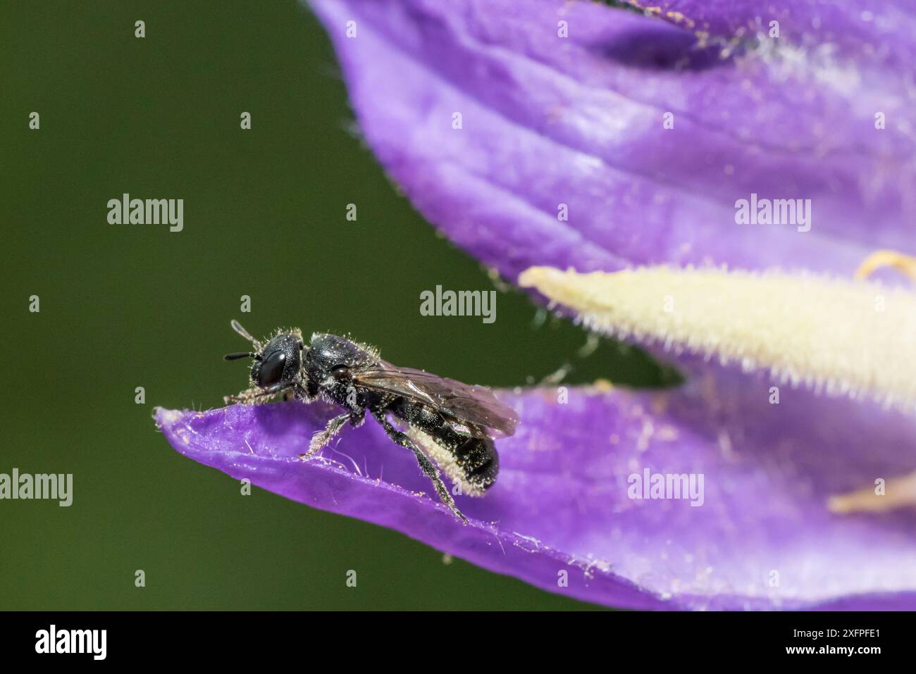 Abeille charpentier à cloche (Chelostoma campanularum) à 4-5 mm de long, l'une des plus petites abeilles de Grande-Bretagne, visitant la cloche à cloche géante (Campanula latifolia) Pentwyn Farm SSSI, Gwent Wildlife Trust, Reserve, Monmouthshire, pays de Galles, Royaume-Uni, juillet. Banque D'Images