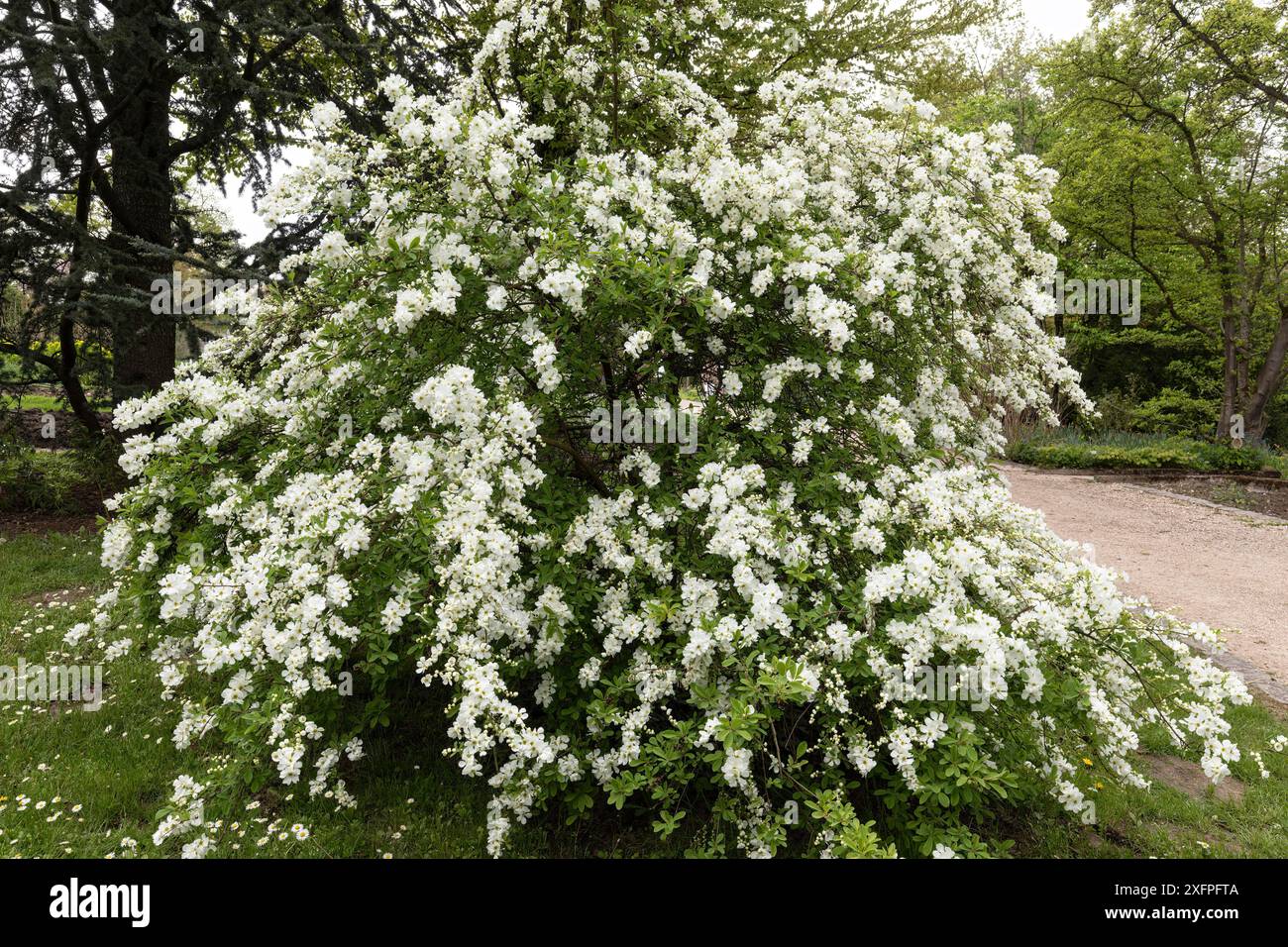 Exochorda (la mariée) Banque D'Images