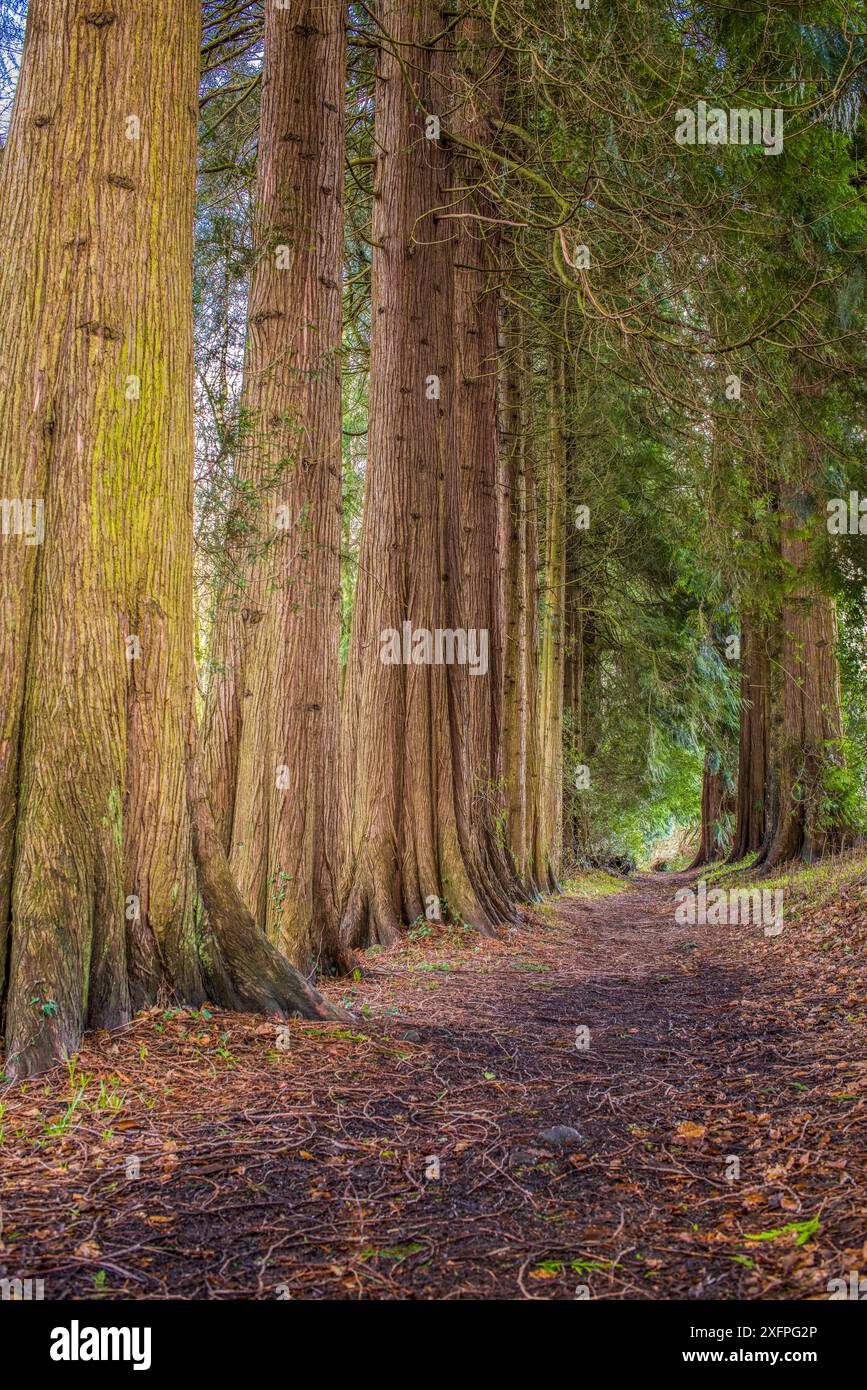 Avenue of Western Red Cedar Trees (Thuia plicata) Wye Valley, Monmouthshire, pays de Galles, Royaume-Uni, mars. Banque D'Images