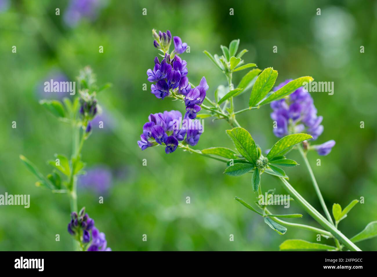 Luzerne (Medicago sativa). Lucerne (Medicago sativa) Banque D'Images