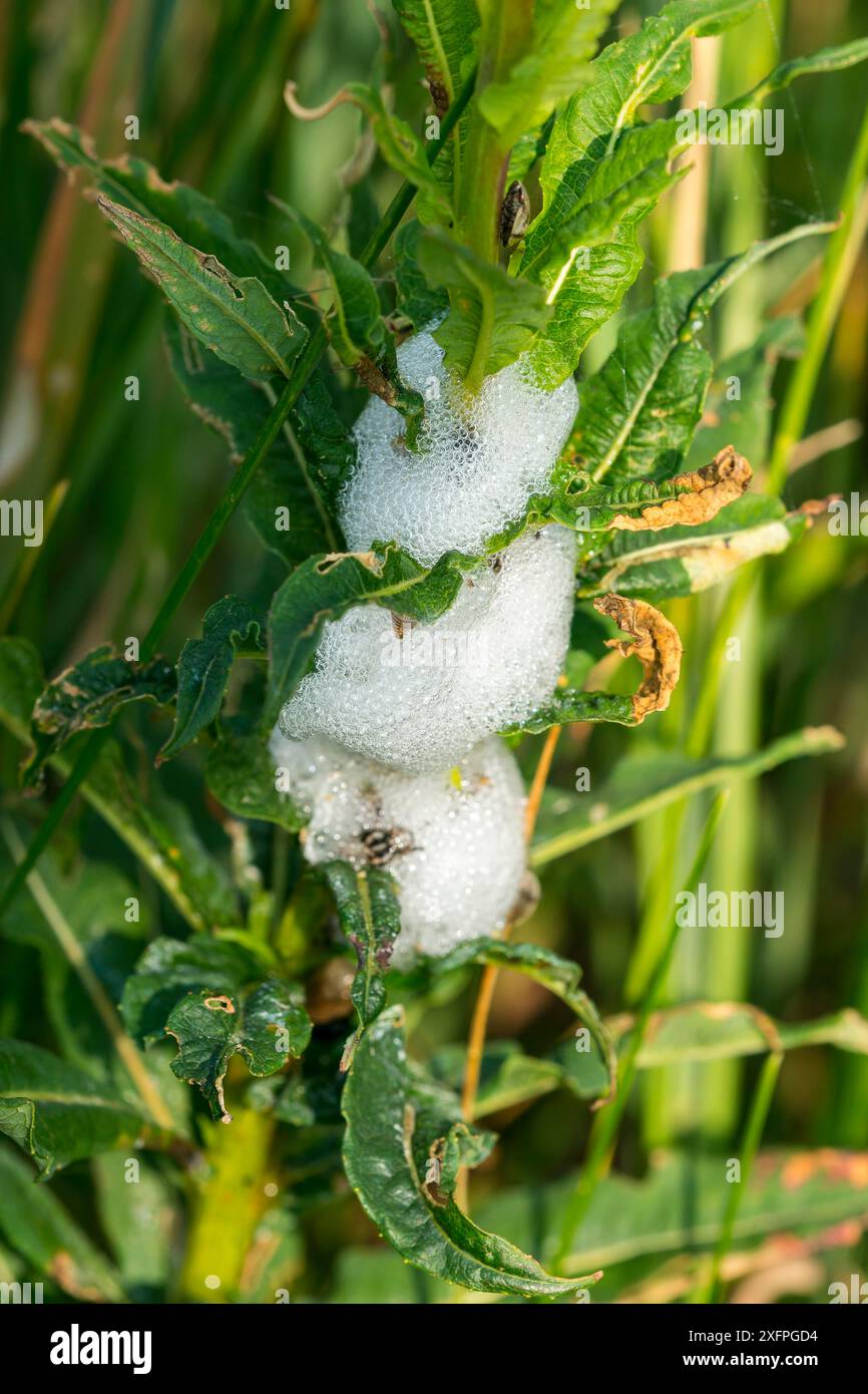 Spittlebugs. Nids de mousse d'une cigale Banque D'Images