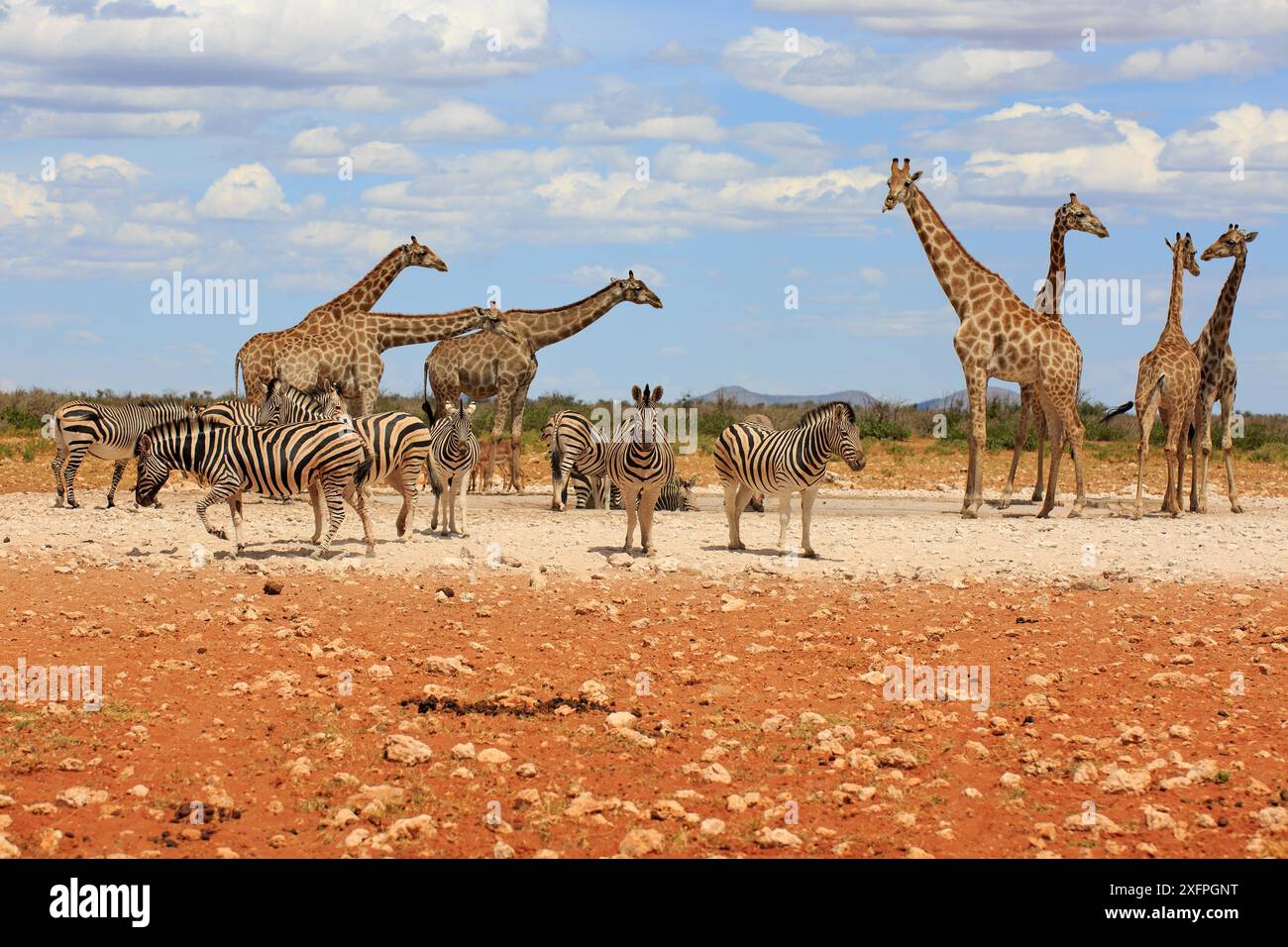 Zèbres de montagne et girafes buvant dans un point d'eau dans le parc national d'Etosha en Namibie Banque D'Images