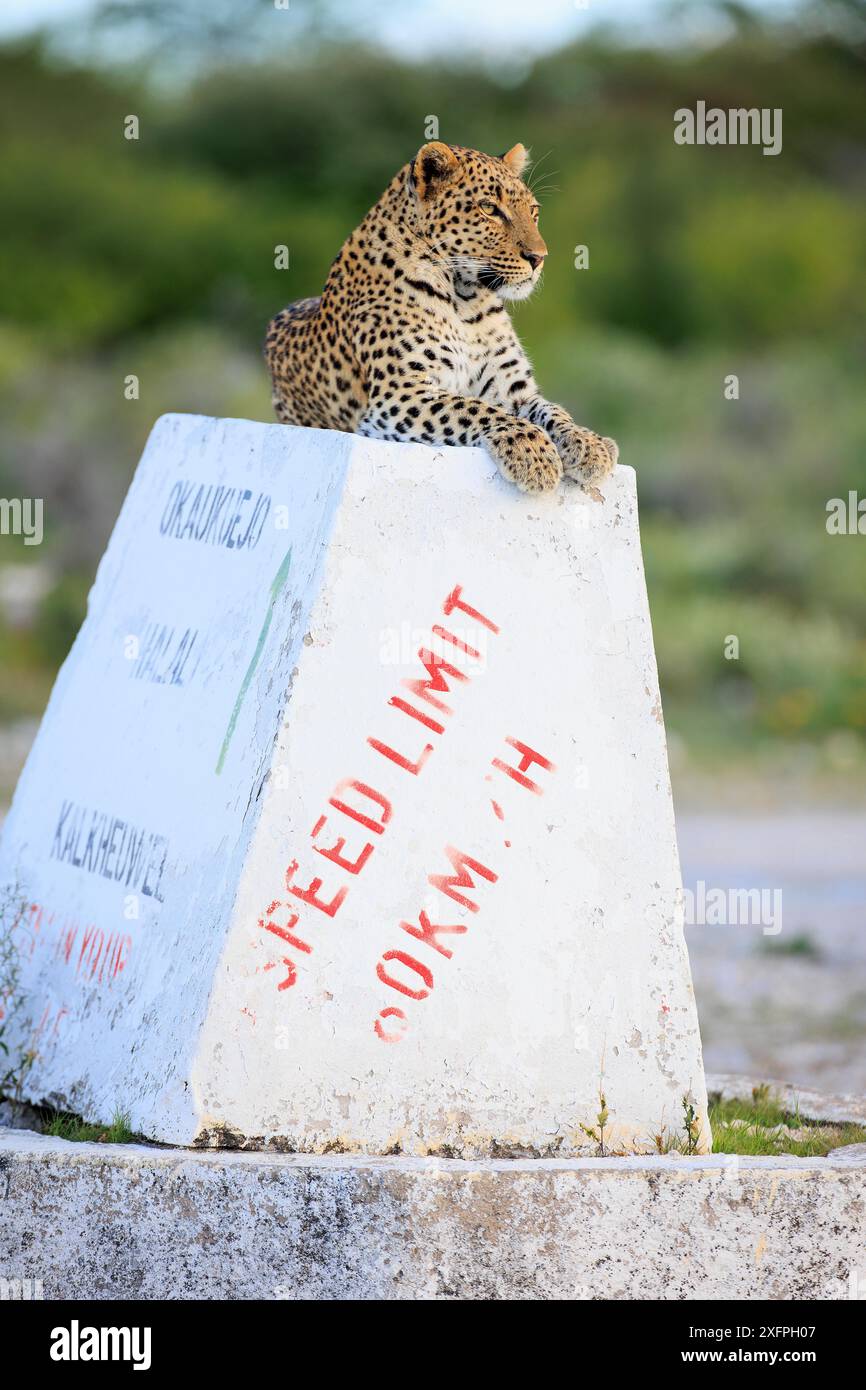 Léopard sur un panneau dans le parc national d'Etosha en Namibie Banque D'Images