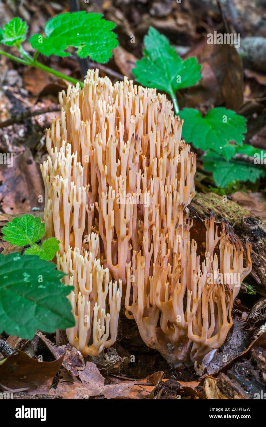 Corail à branche stricte / champignon de corail debout (Ramaria / Clavaria stricta) sur le plancher forestier, Luxembourg, août Banque D'Images