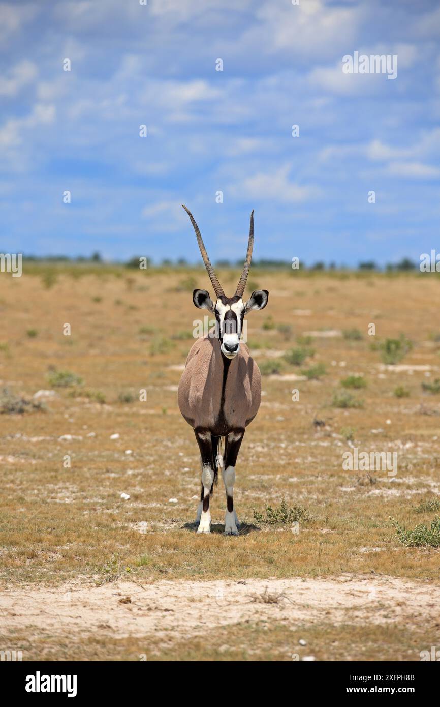 Antilope Oryx dans le parc national d'Etosha en Namibie Banque D'Images