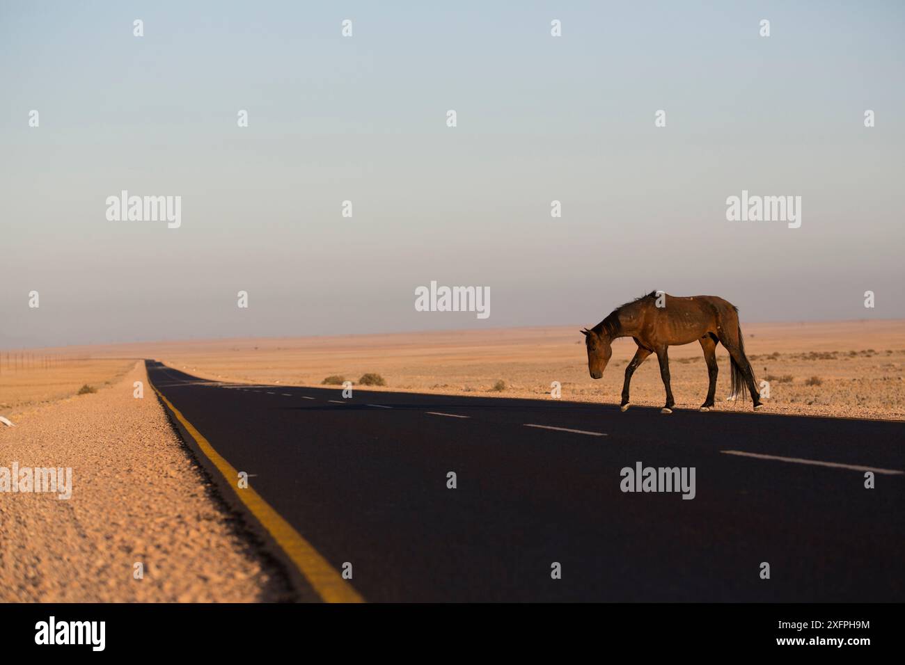 Cheval feral (Equus caballus) sur le point de traverser la route, parc national Namib-Naukluft, Namibie. Banque D'Images